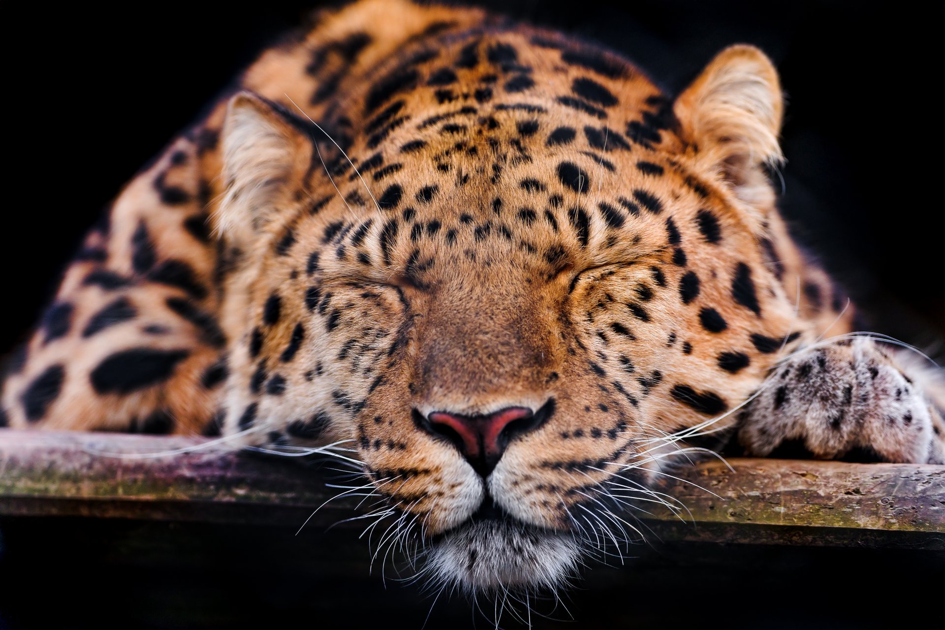 amur leopard cat leopard face sleeping sports © tambako the jaguar