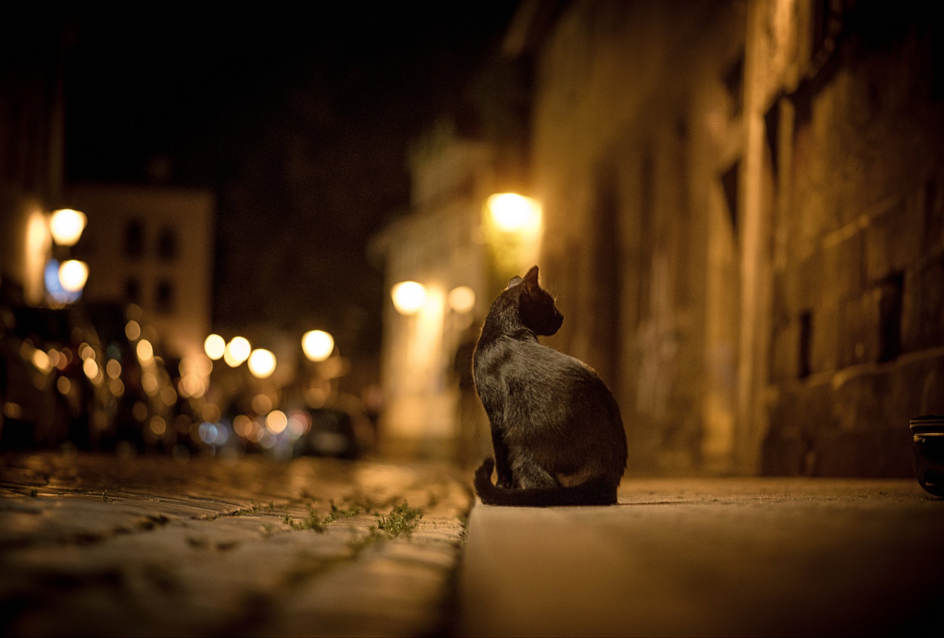 cat black town night street bokeh lights road paving pavement