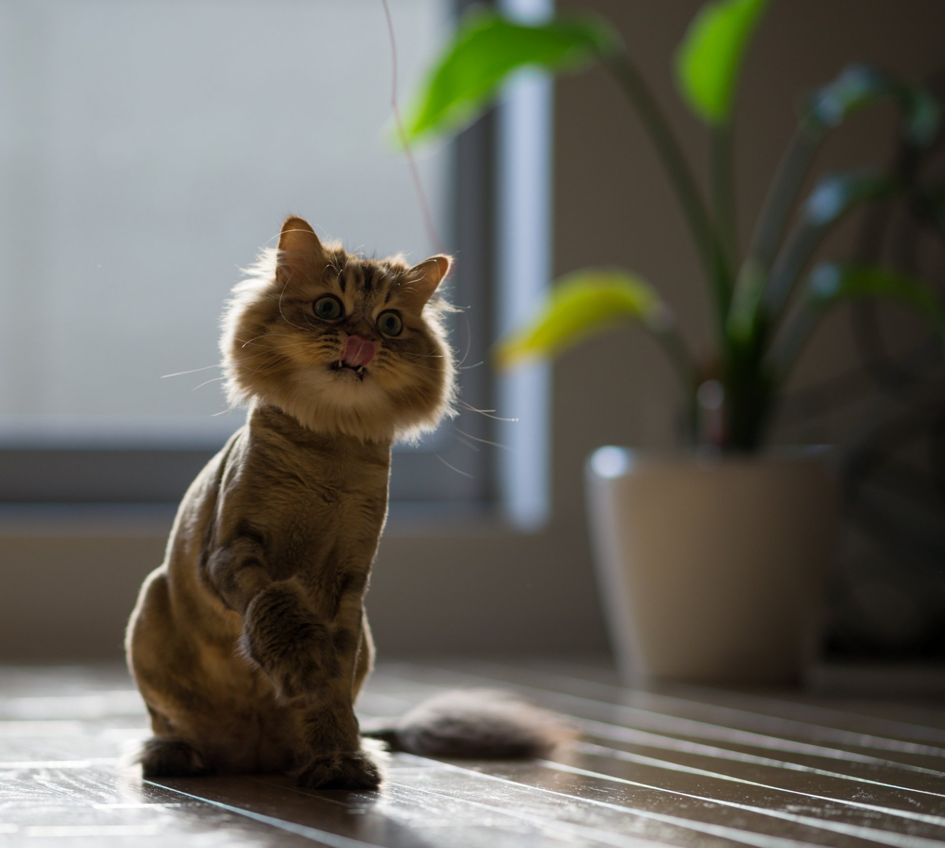 daisy benjamin torode ben torode cat game thread shaved english enormous eyes