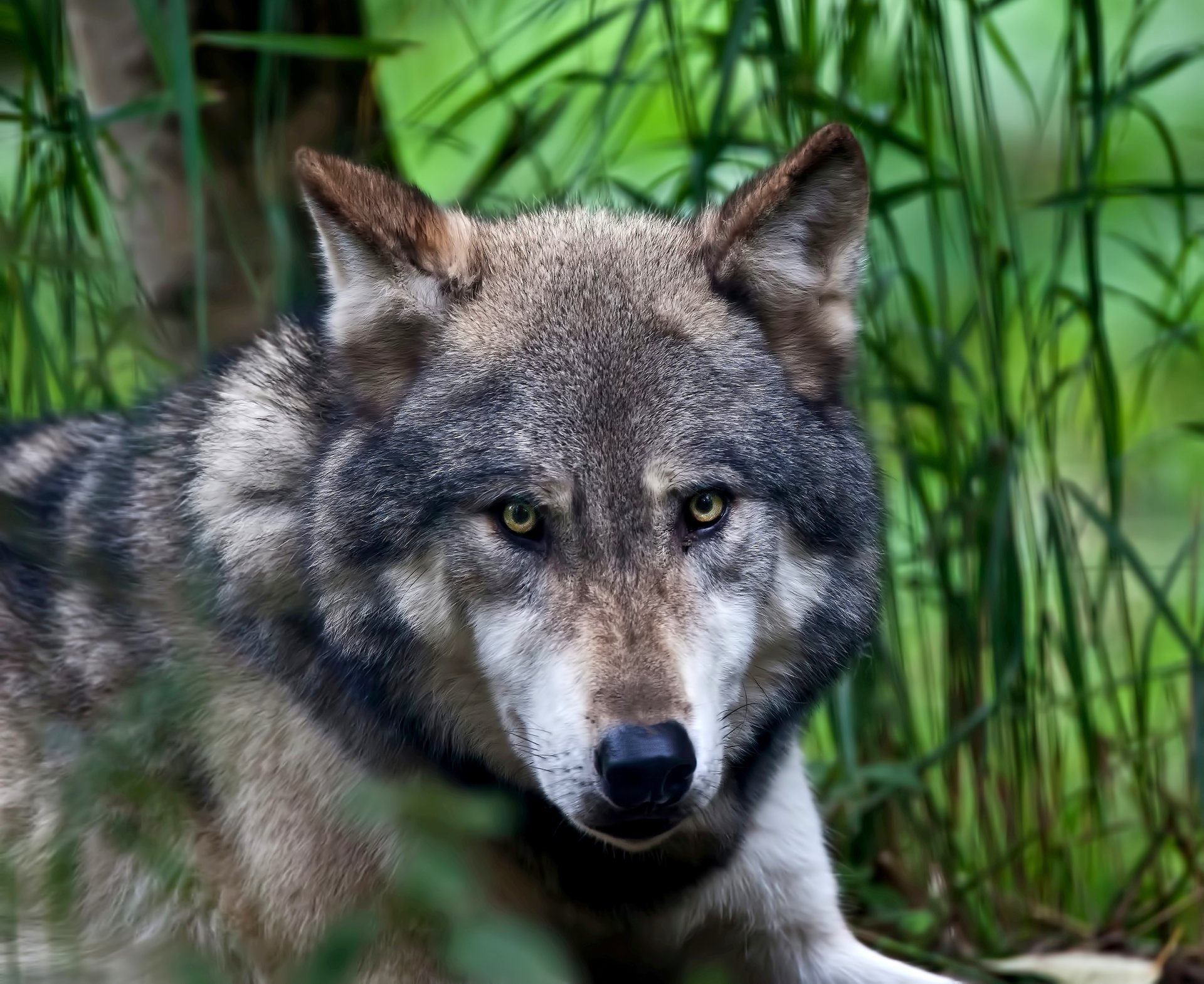 The predatory look of a wolf in nature