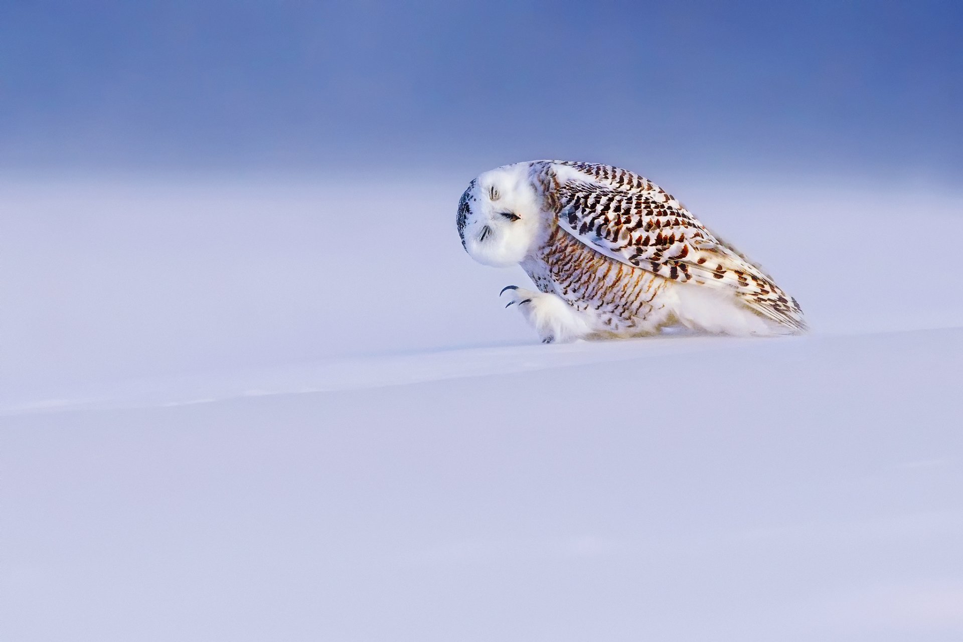 poultry snowy owl bubo scandiacus nyctea scandiaca winter snow light