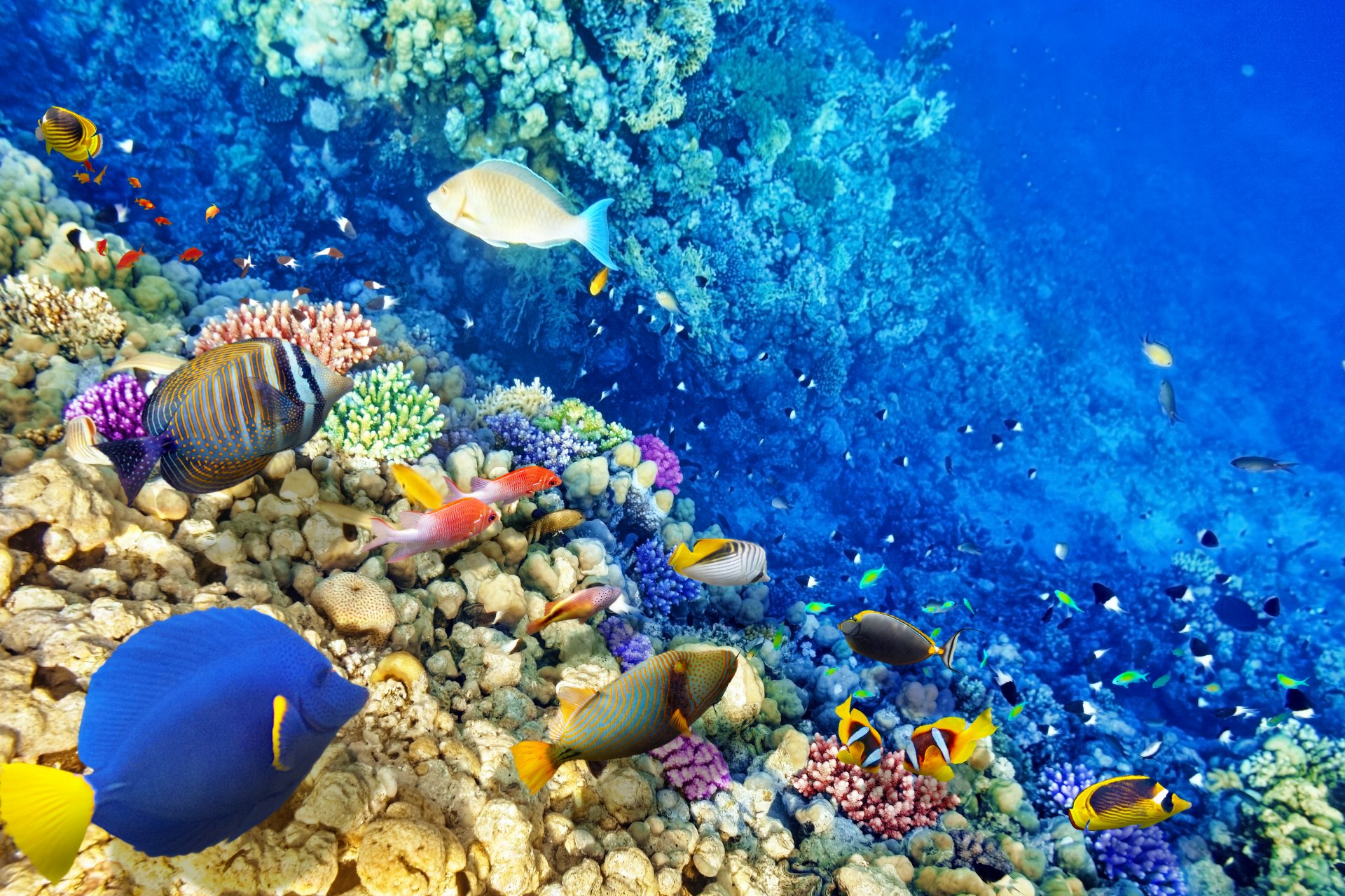 underwater world coral reef tropical fishes ocean underwater world fish coral reef