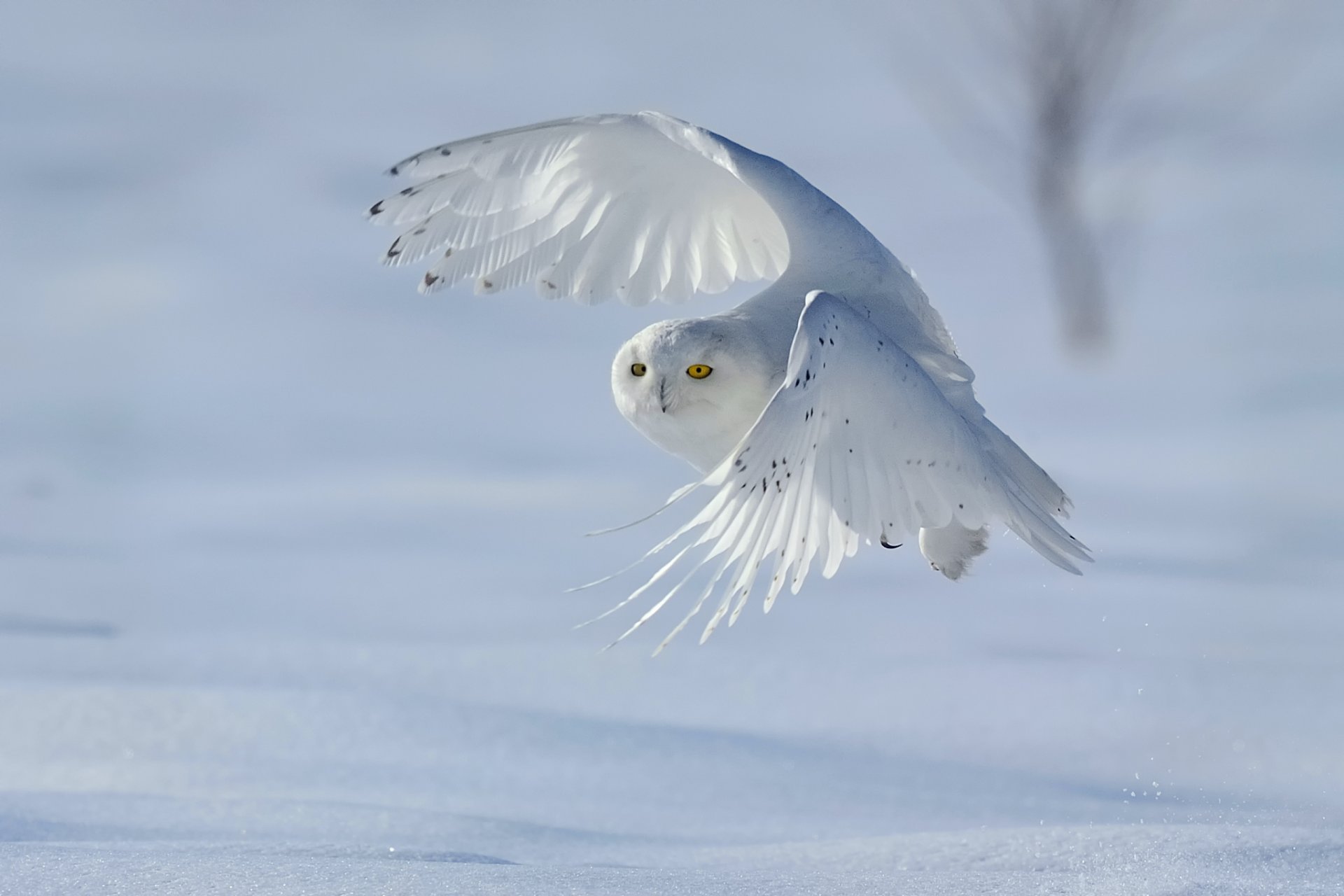 poultry snowy owl bubo scandiacus nyctea scandiaca winter snow