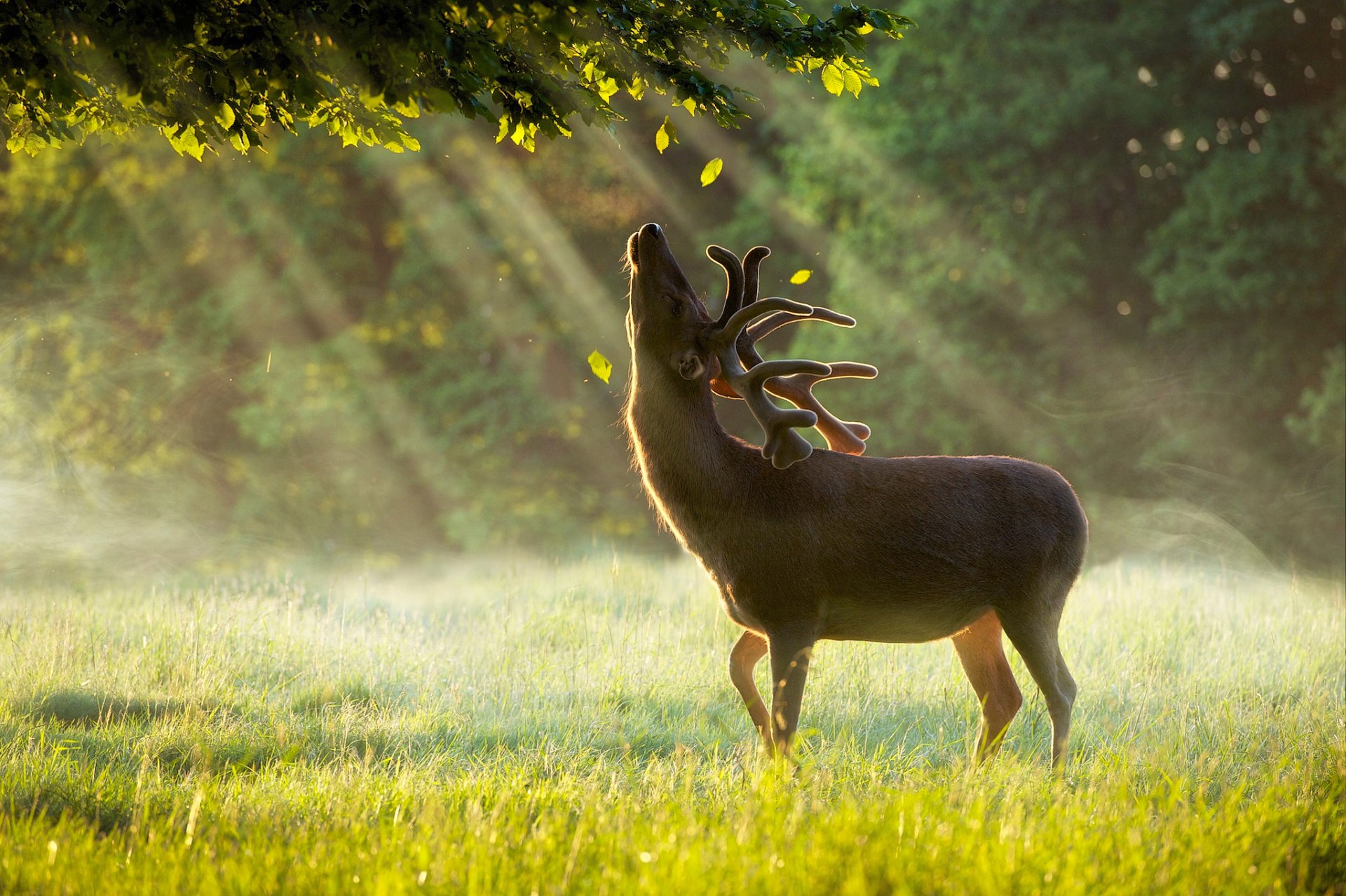 green summer rain dawn reindeer tree leaves