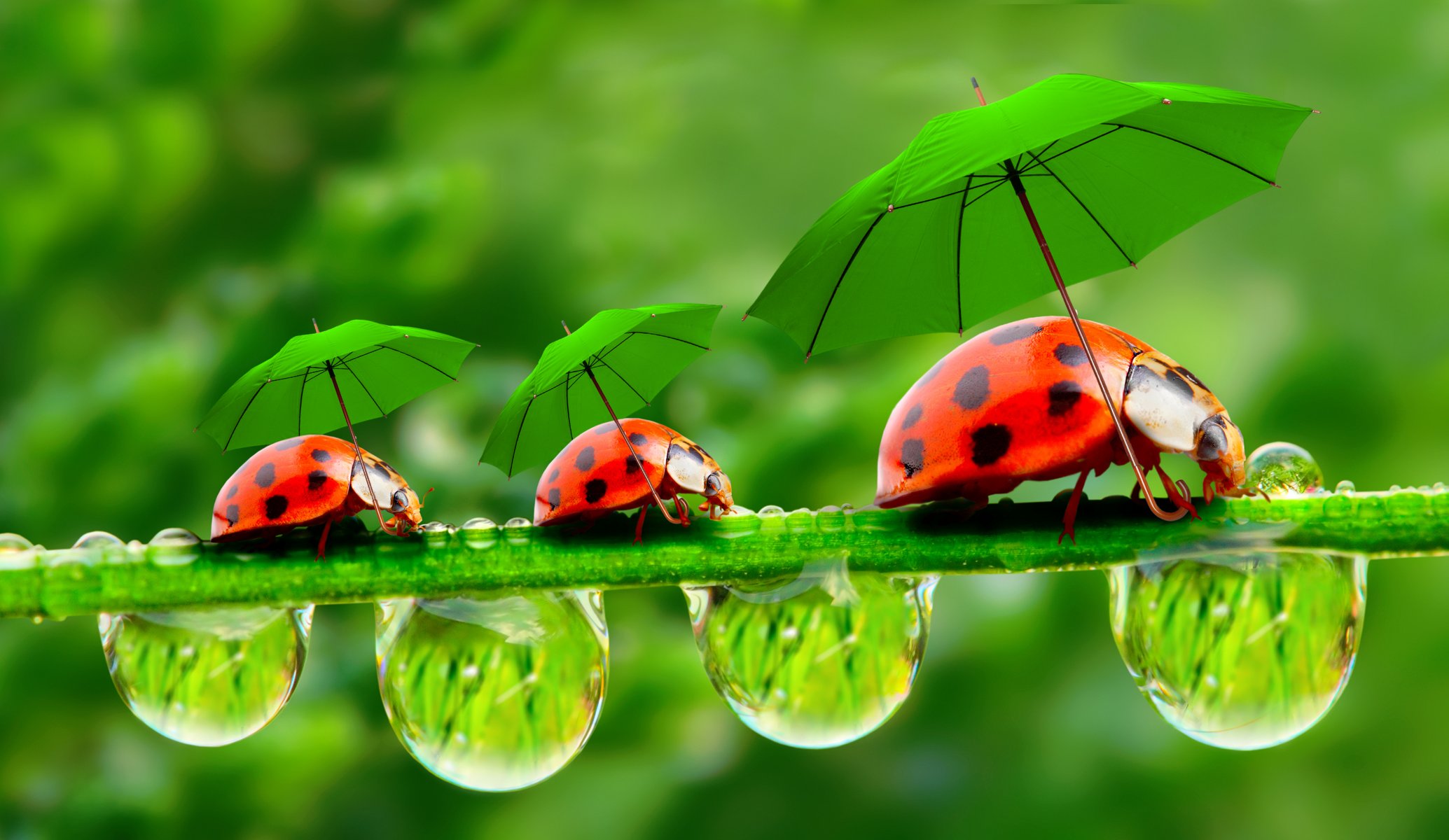 droplets dewdrops blade ladybugs umbrellas