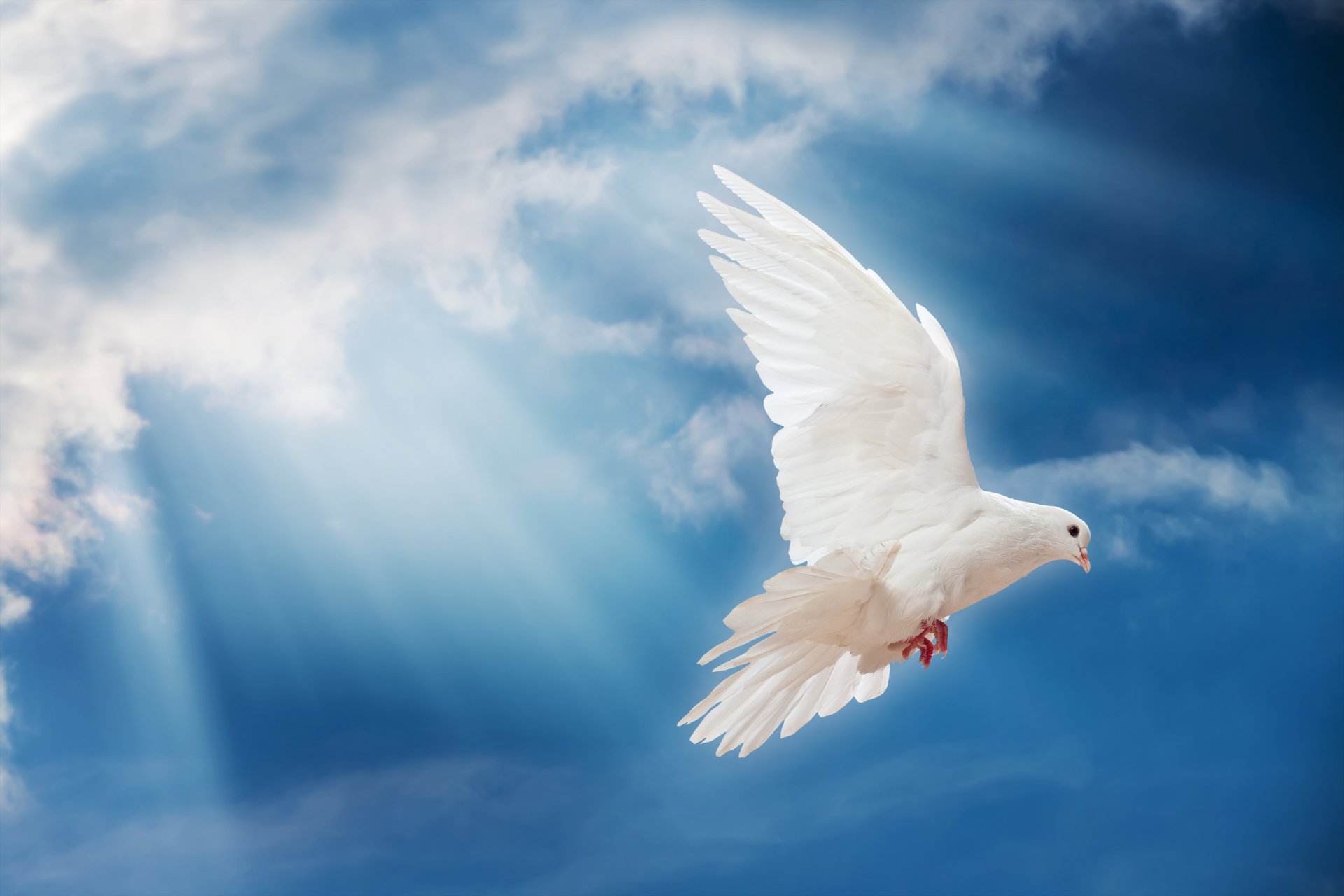 dove peace sky pigeon white sunrays poultry the world sun light
