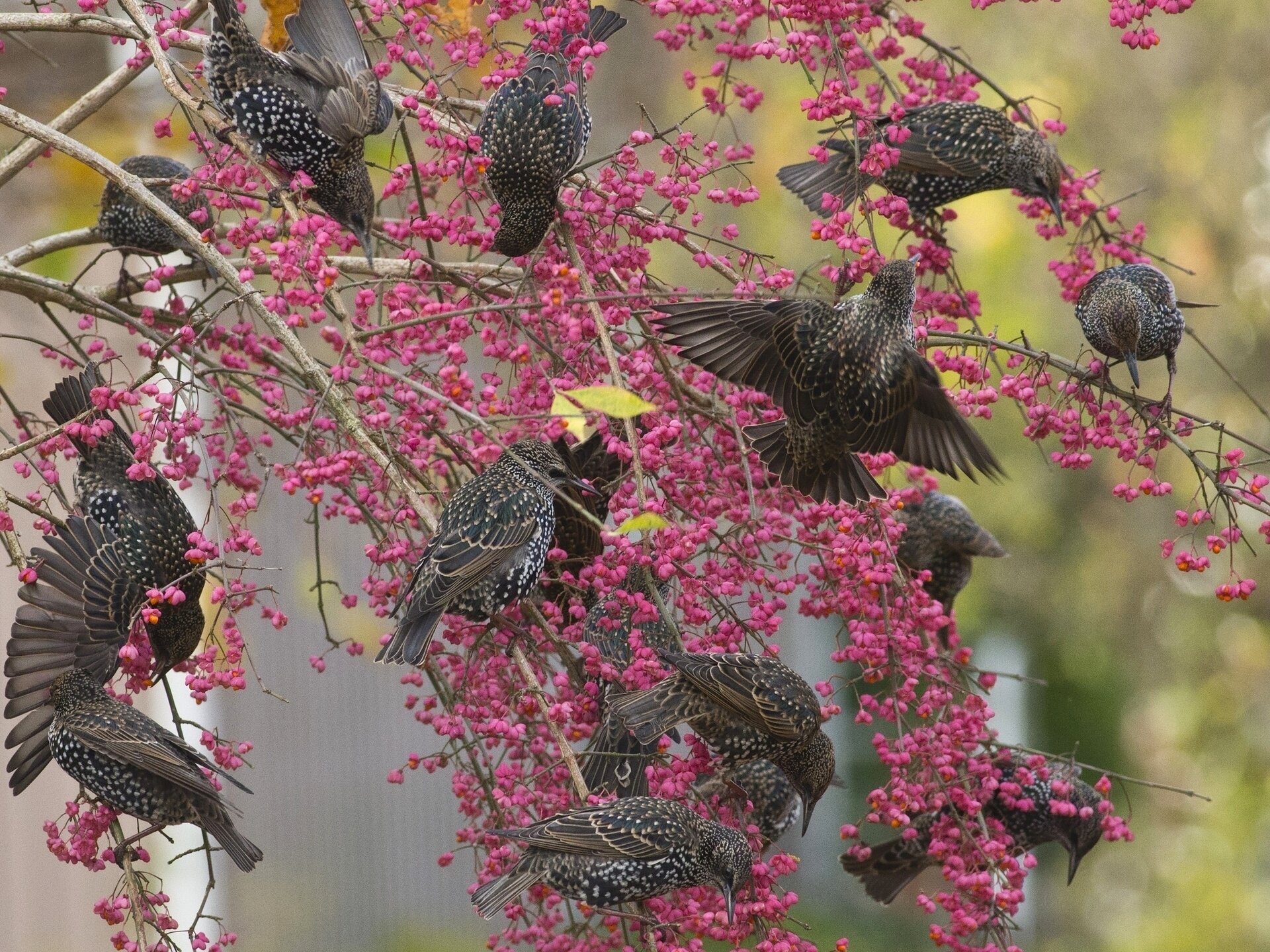 starlings birds tree branches berries