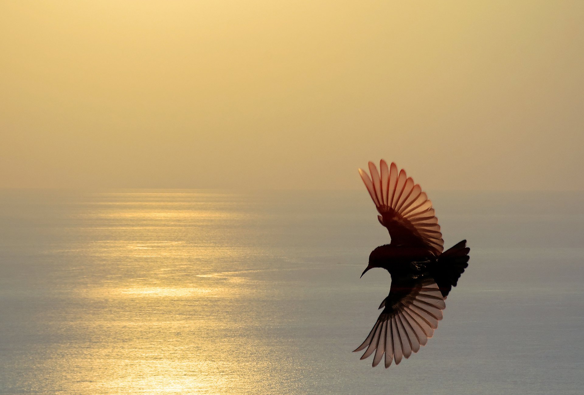 sea sunset poultry wings silhouette flight