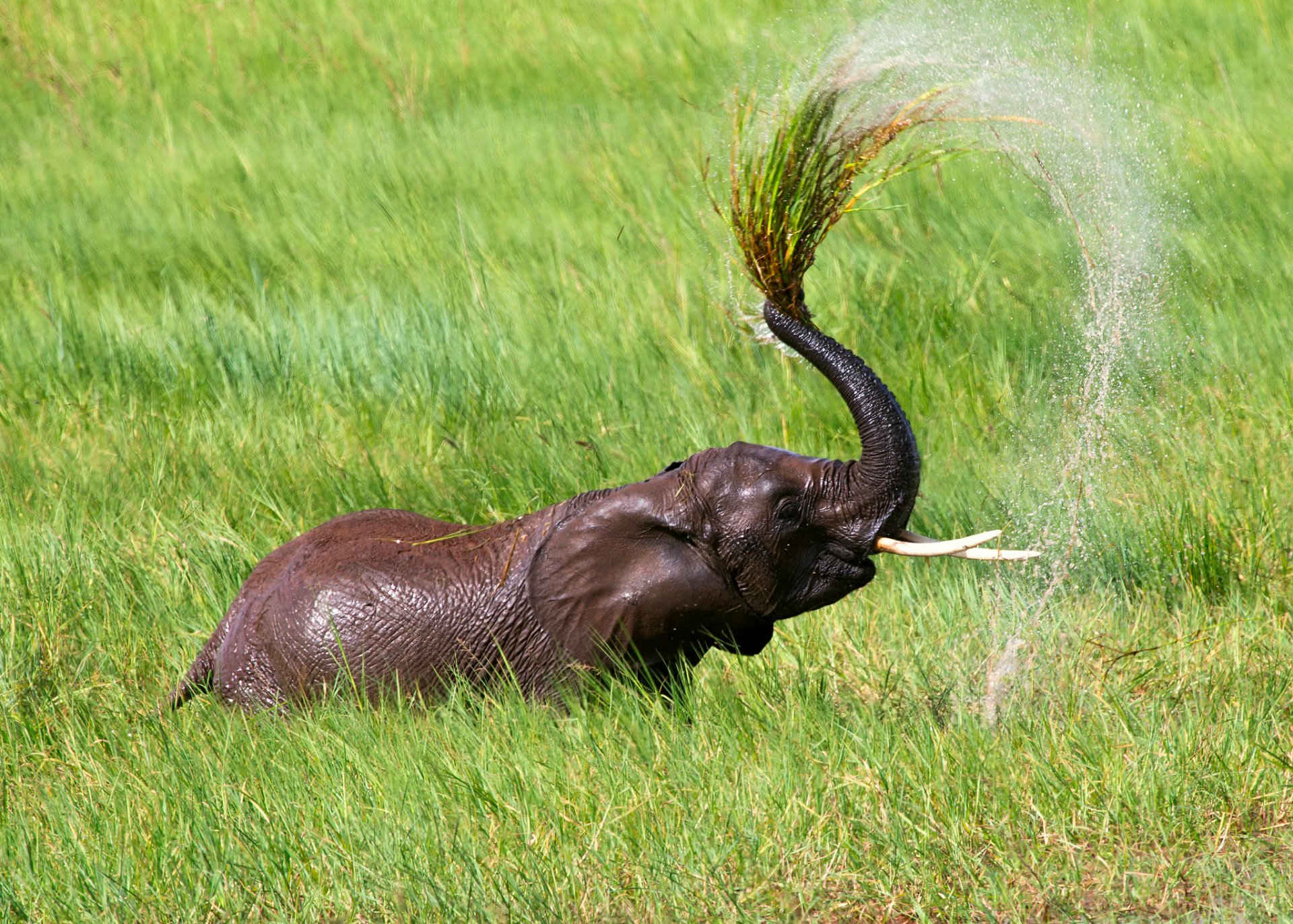 africa tanzania elephant heat water shower lake spray drops