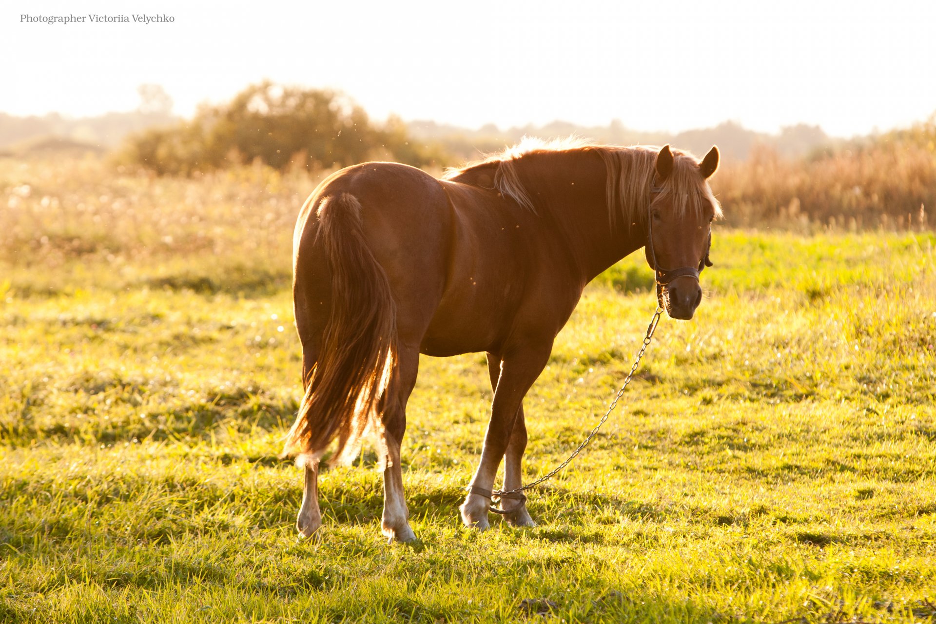 hourse horse summer sun sunset hair beautiful mood cute moss yellow green