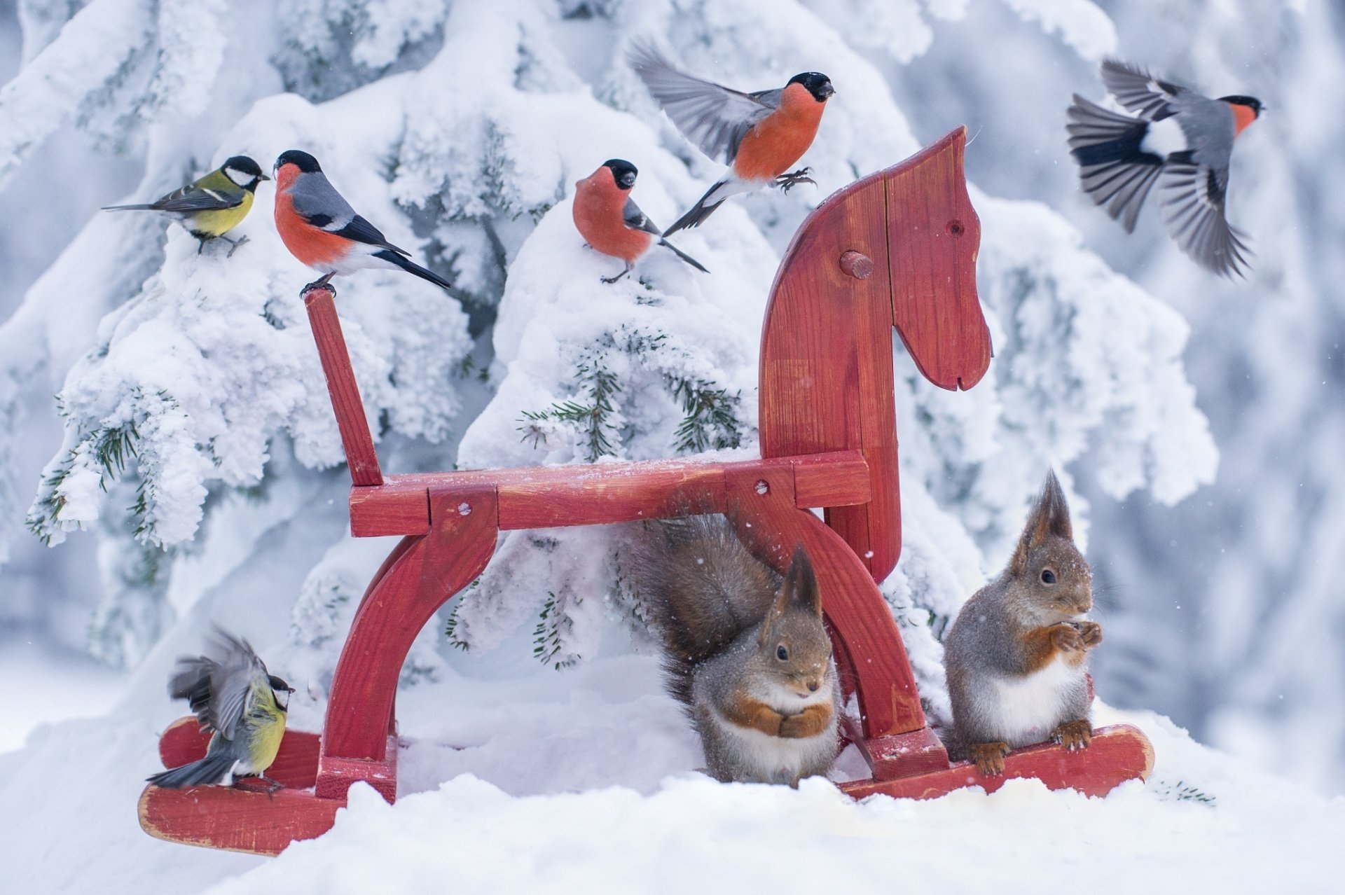 emi protein birds tits the situation forest nature squirrel situation toy horse toys jørn allan pedersen animals bullfinch cold norge norway snow hd
