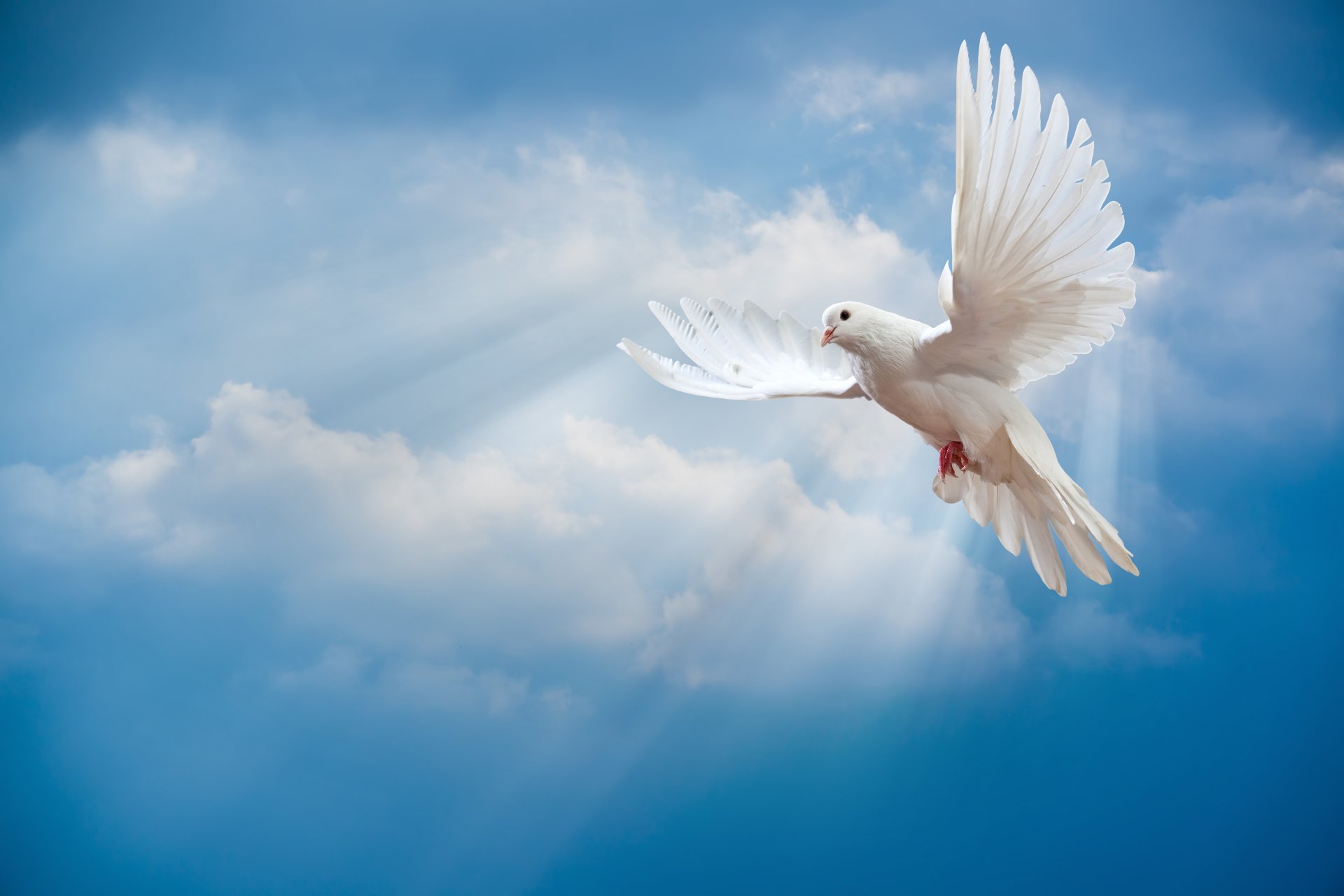 dove peace sky pigeon white sunrays poultry the world sun