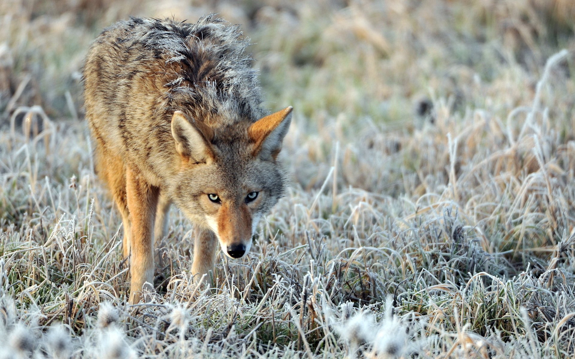 coyote nature frost single ruffled wary glance grass blur