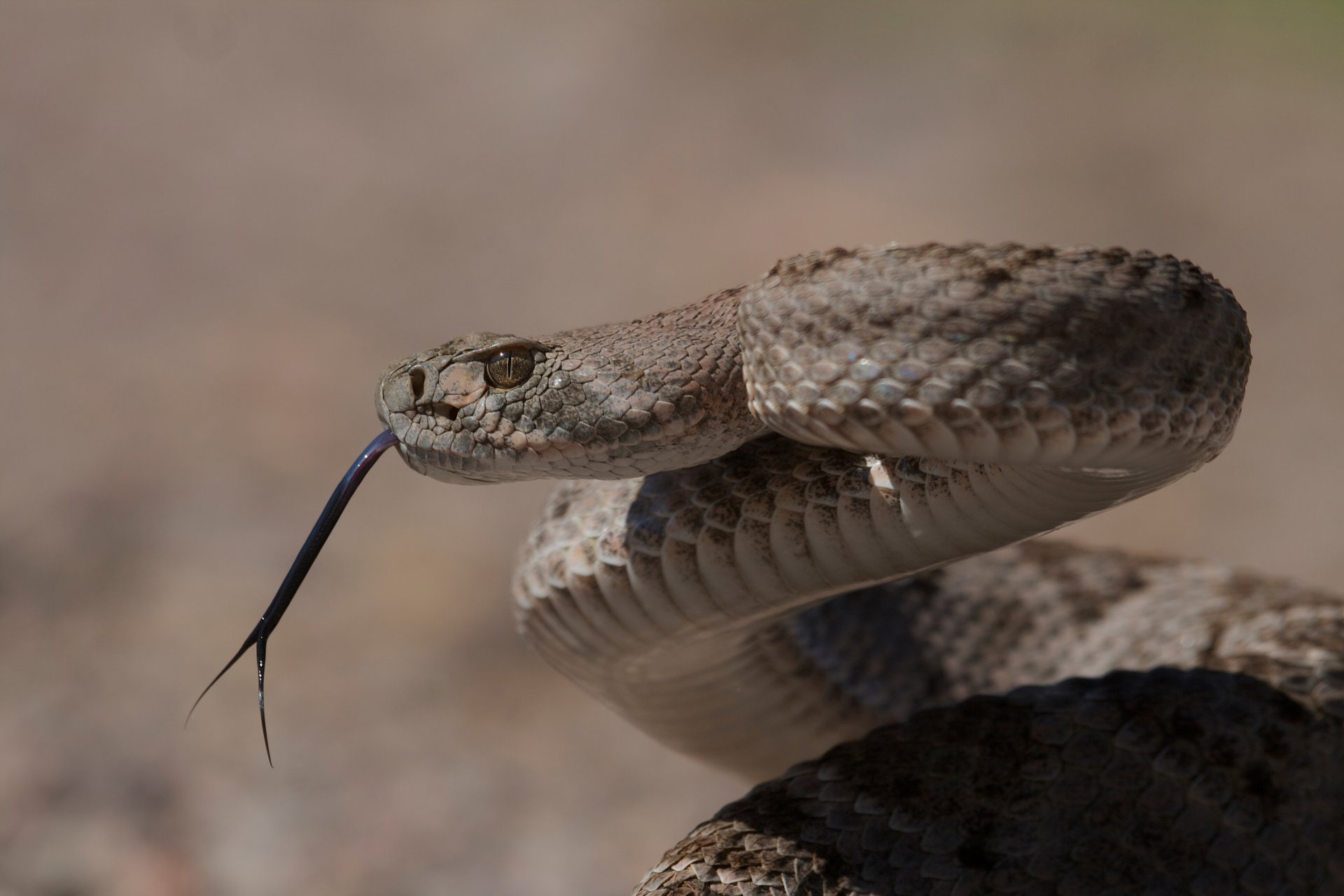 western diamondback texas rattlesnake snake poisonous