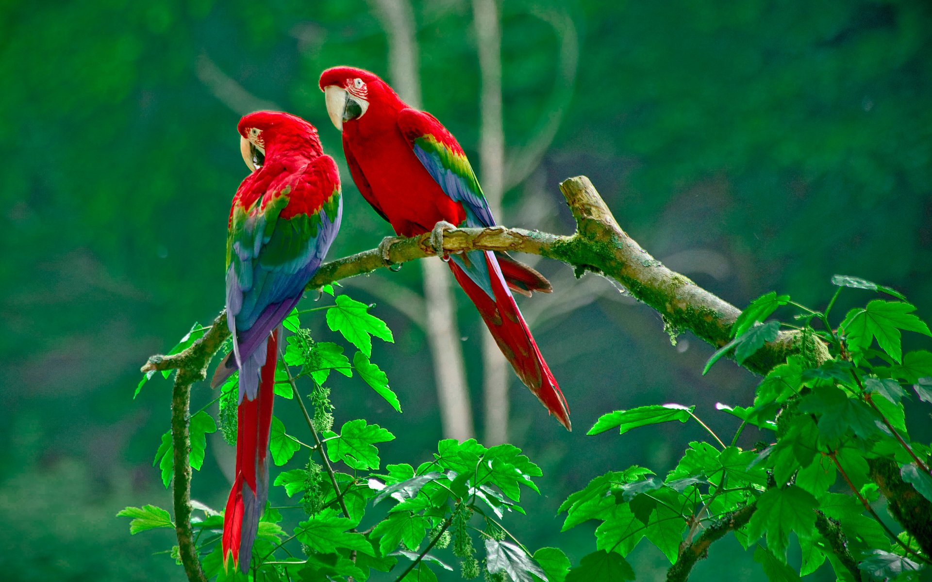 parrot the pair branch forest nature leaves beak tail feathers