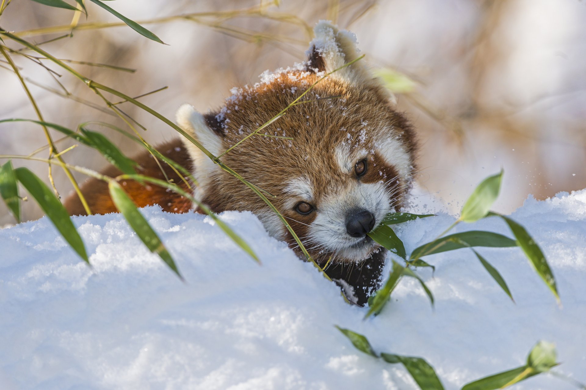 red panda firefox branch bamboo snow winter © tambako the jaguar