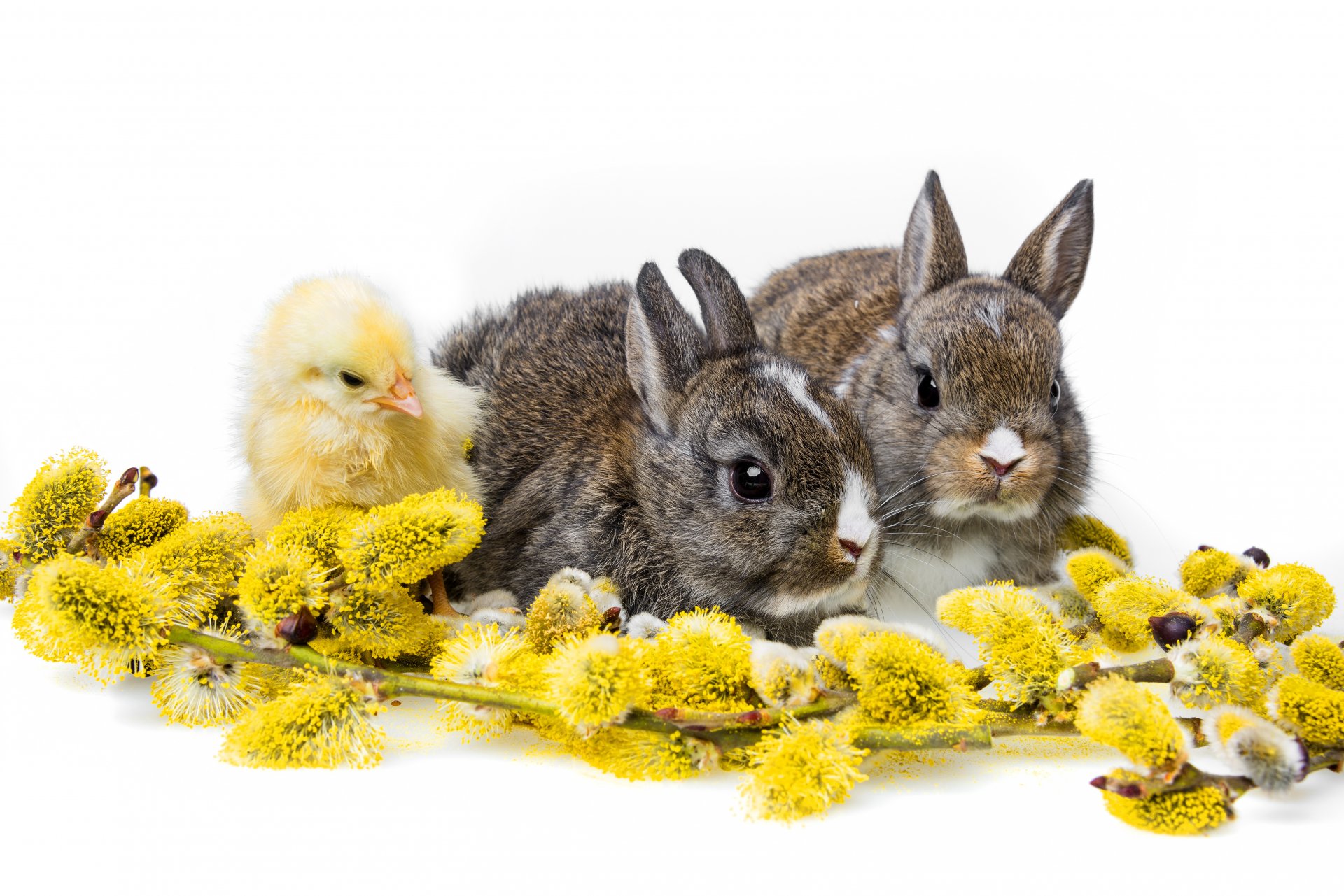 rabbits cubs willow trinity white background