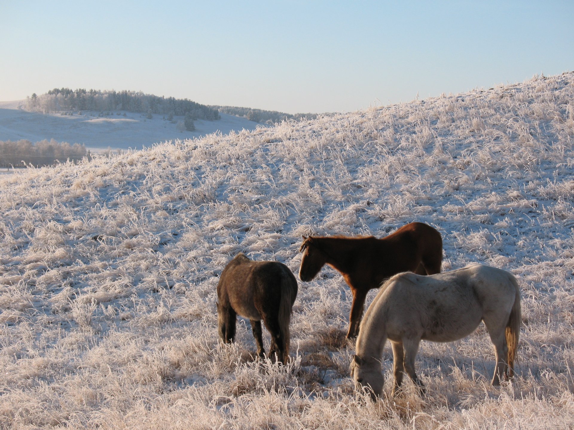 horse herd steppe kazakhstan volcano winter snow frost kokshetau pasture pasture hd wallpapers