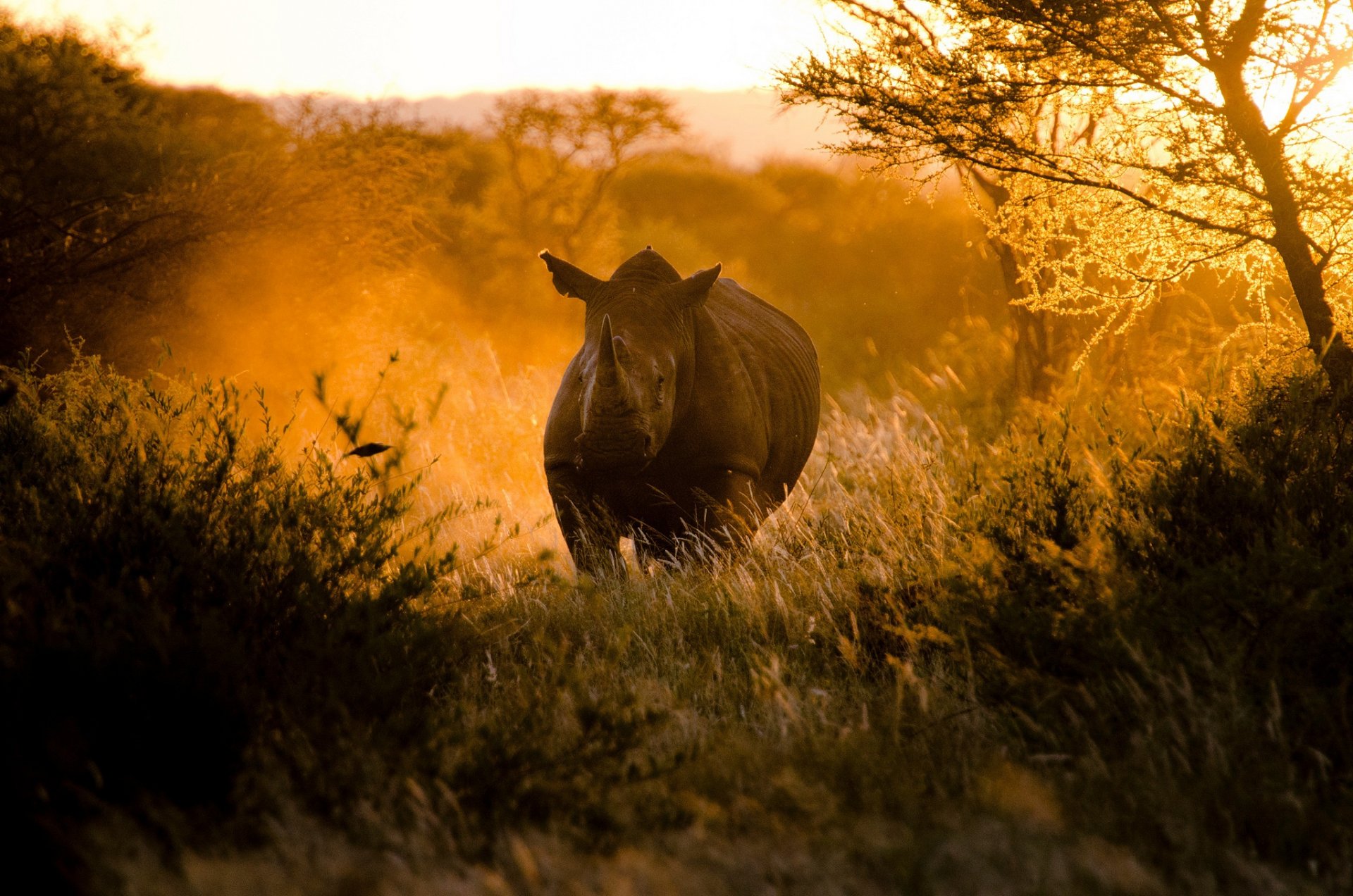 africa sunset sun light rhinoceros nature by craig pitchers