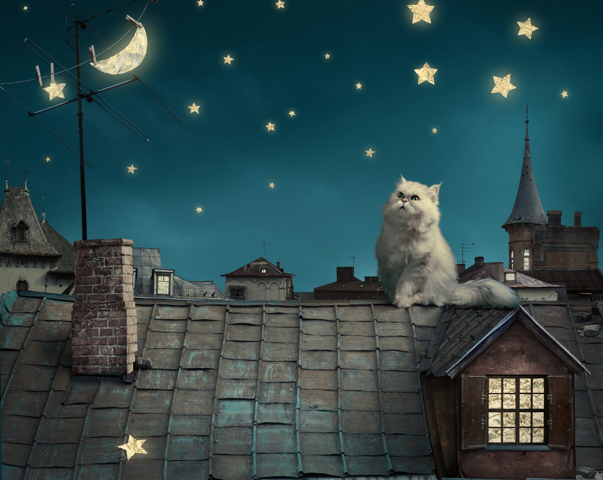 persian white cat kitten fairytale fantasy roof house sky night stars moon tale star