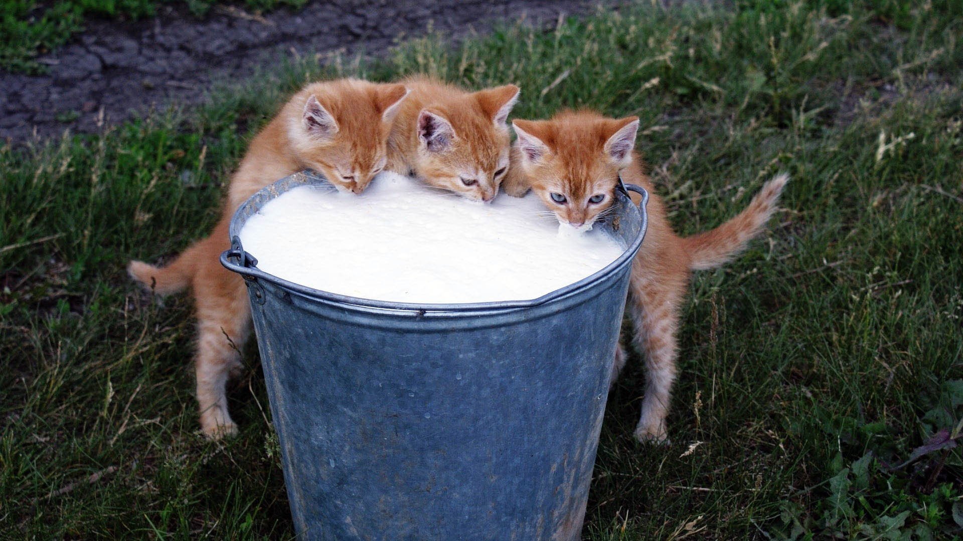 background grass horses red flowers trio bucket pair milk foam delicious food meow