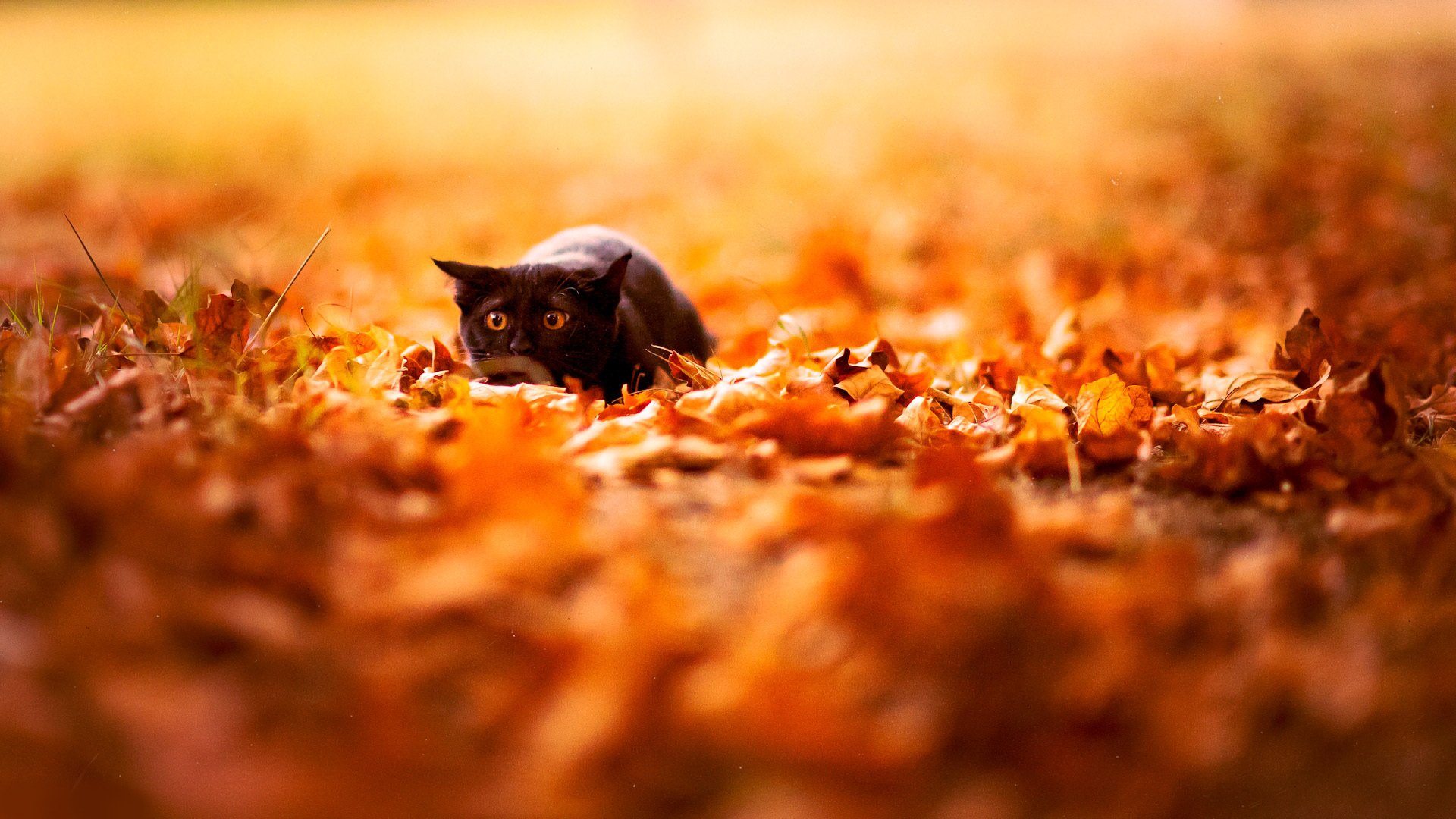 autumn leaves nature black cat background wallpaper bright flowers