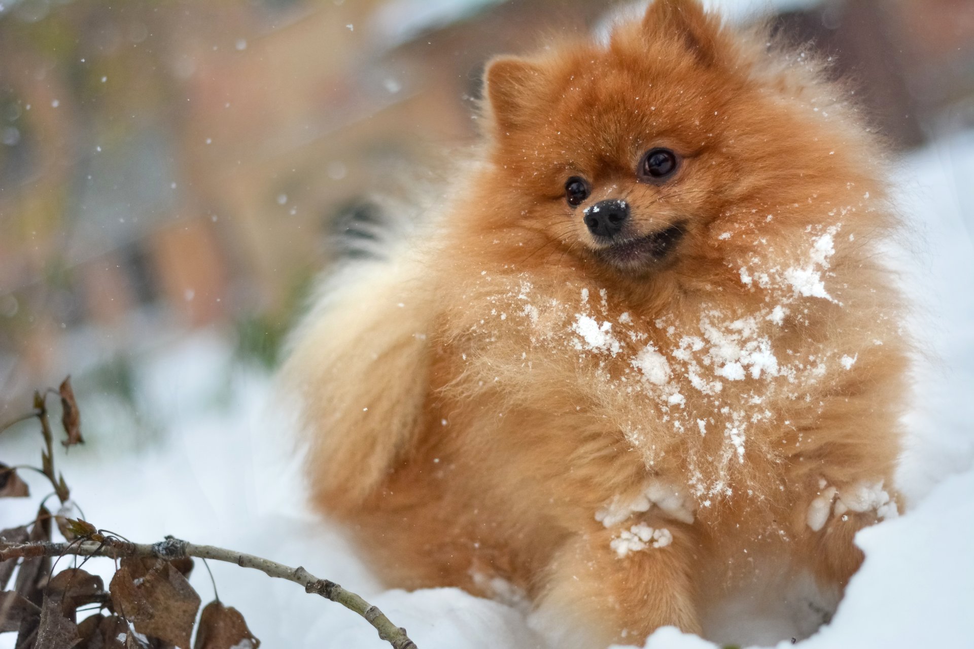 dog spitz in the snow snow red furry shaggy plays game stick oporto fun dry branch dry leaves winter autumn white leaves branch is the snow pomeranian german small spitz snow redhead snowdrift branc