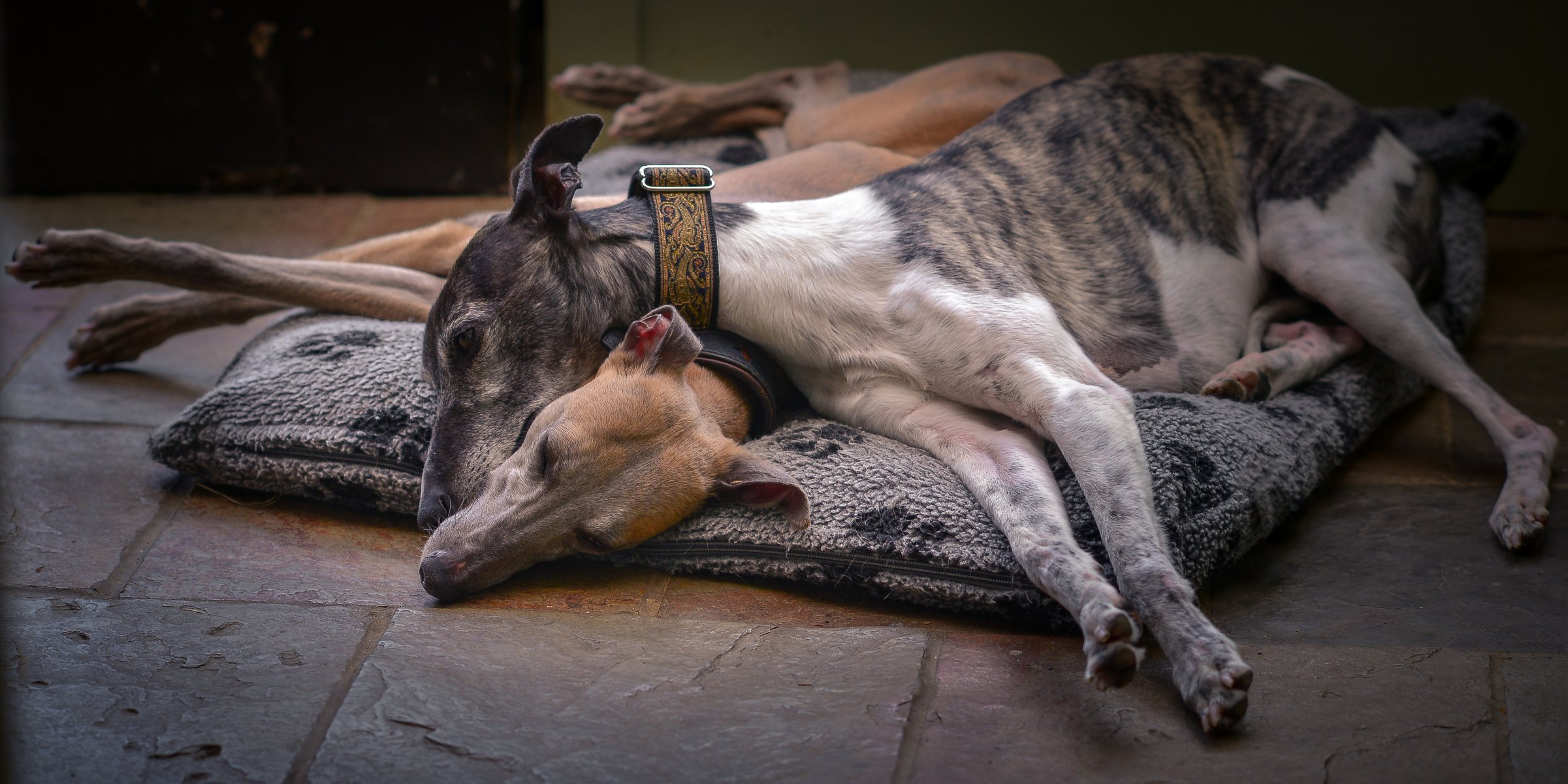 dogs friends background