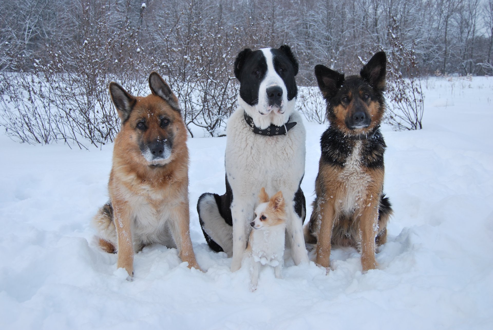 dogs shepherd alabai chihuahua snow winter friends