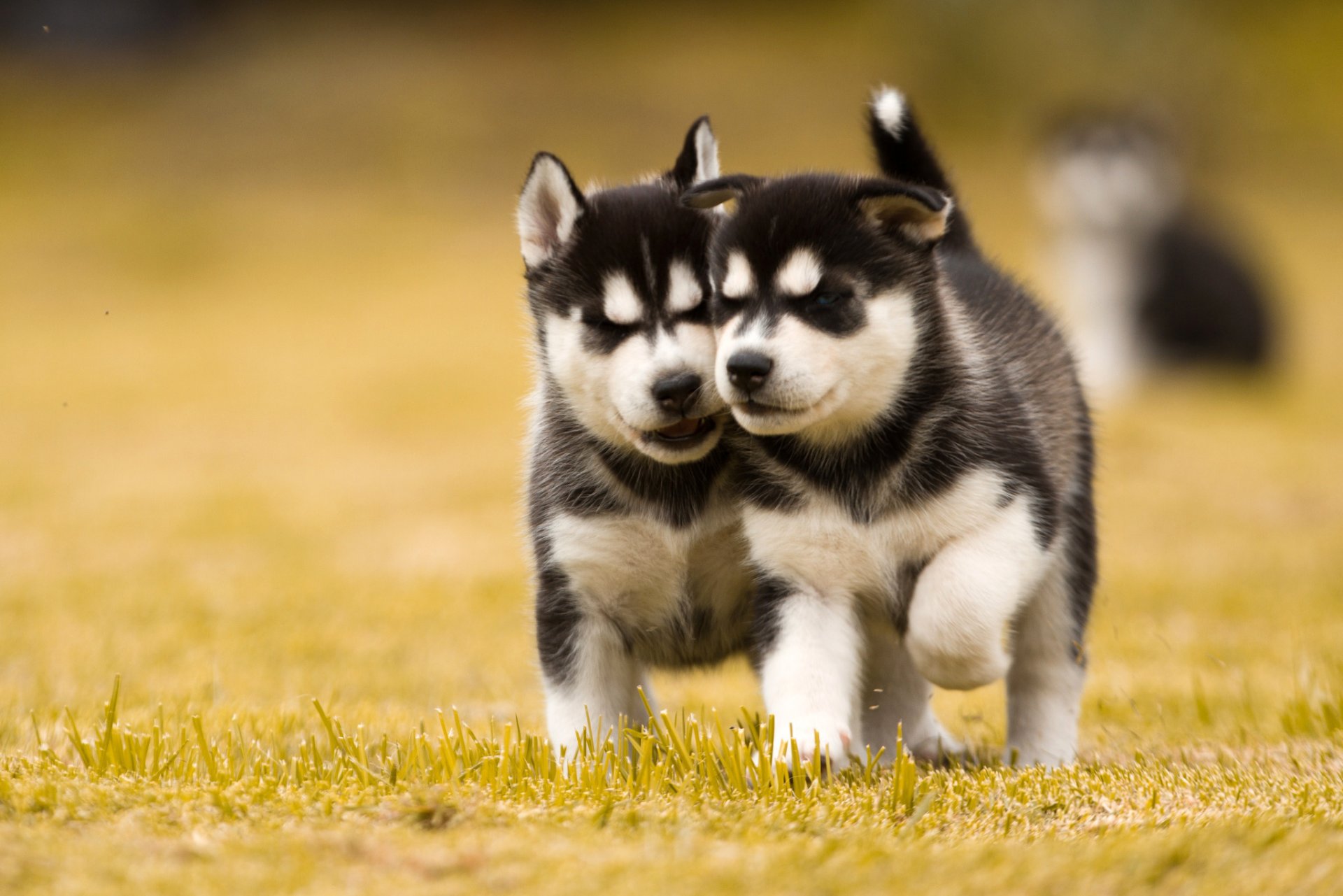 husky puppies dogs two turf