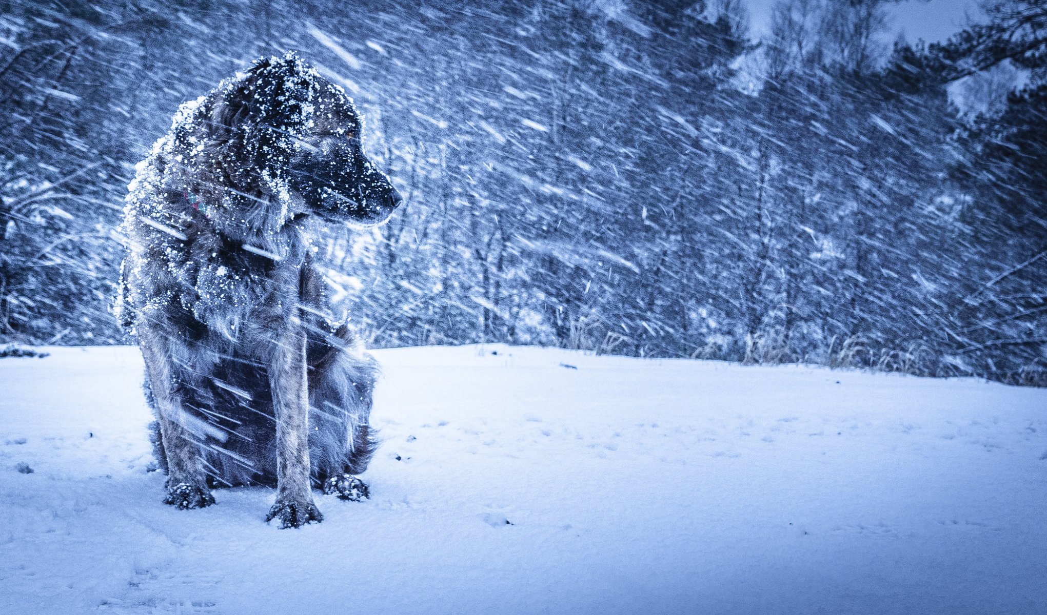 dog winter blizzard background
