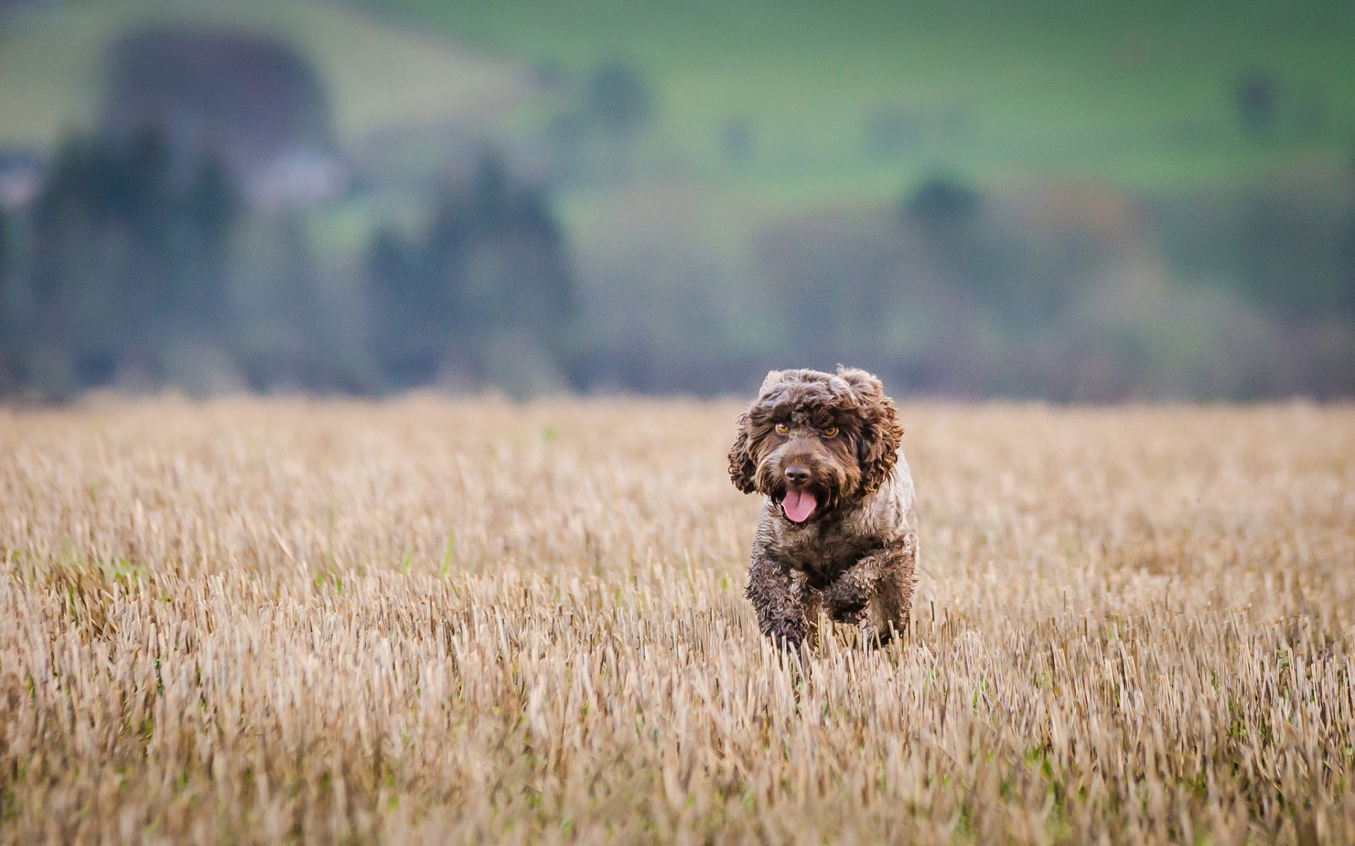 dog athletics running
