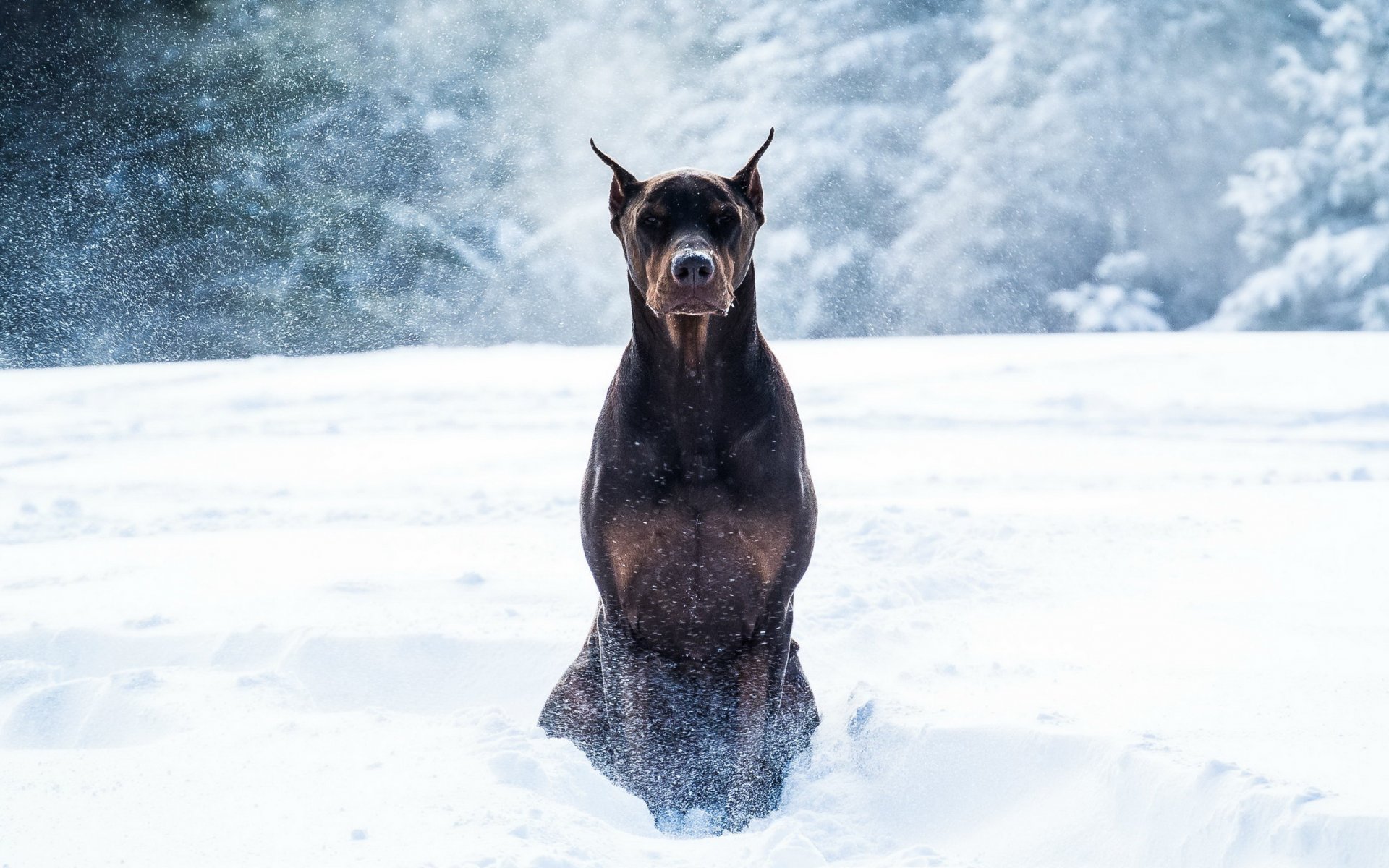 dobermann dog snow winter