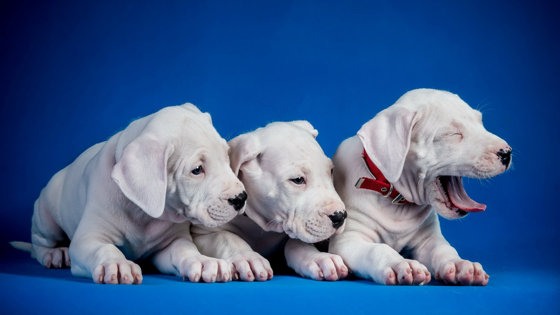 dogs puppies background