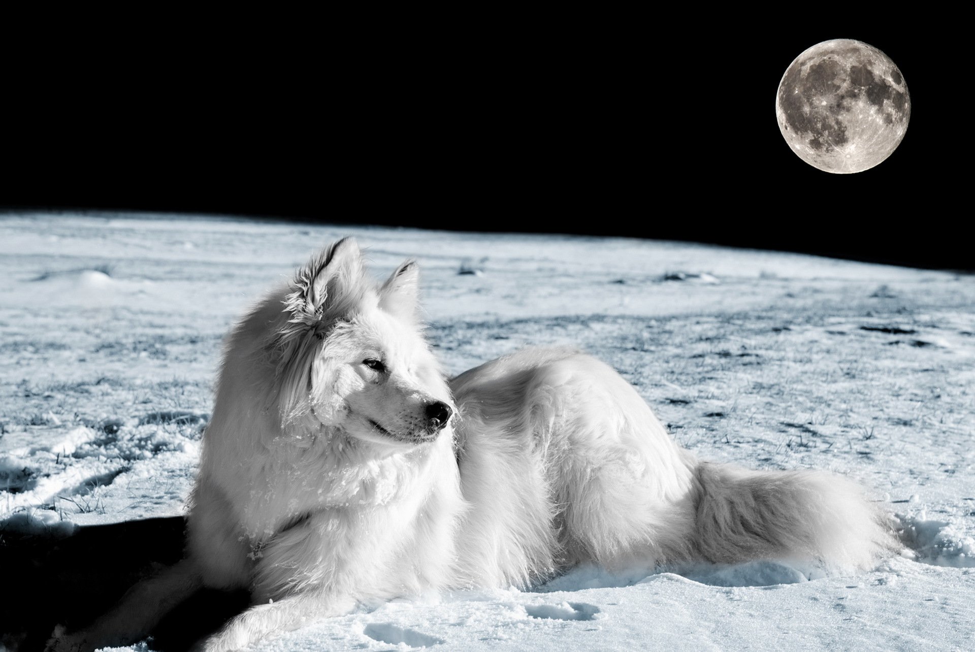 dog view other moon