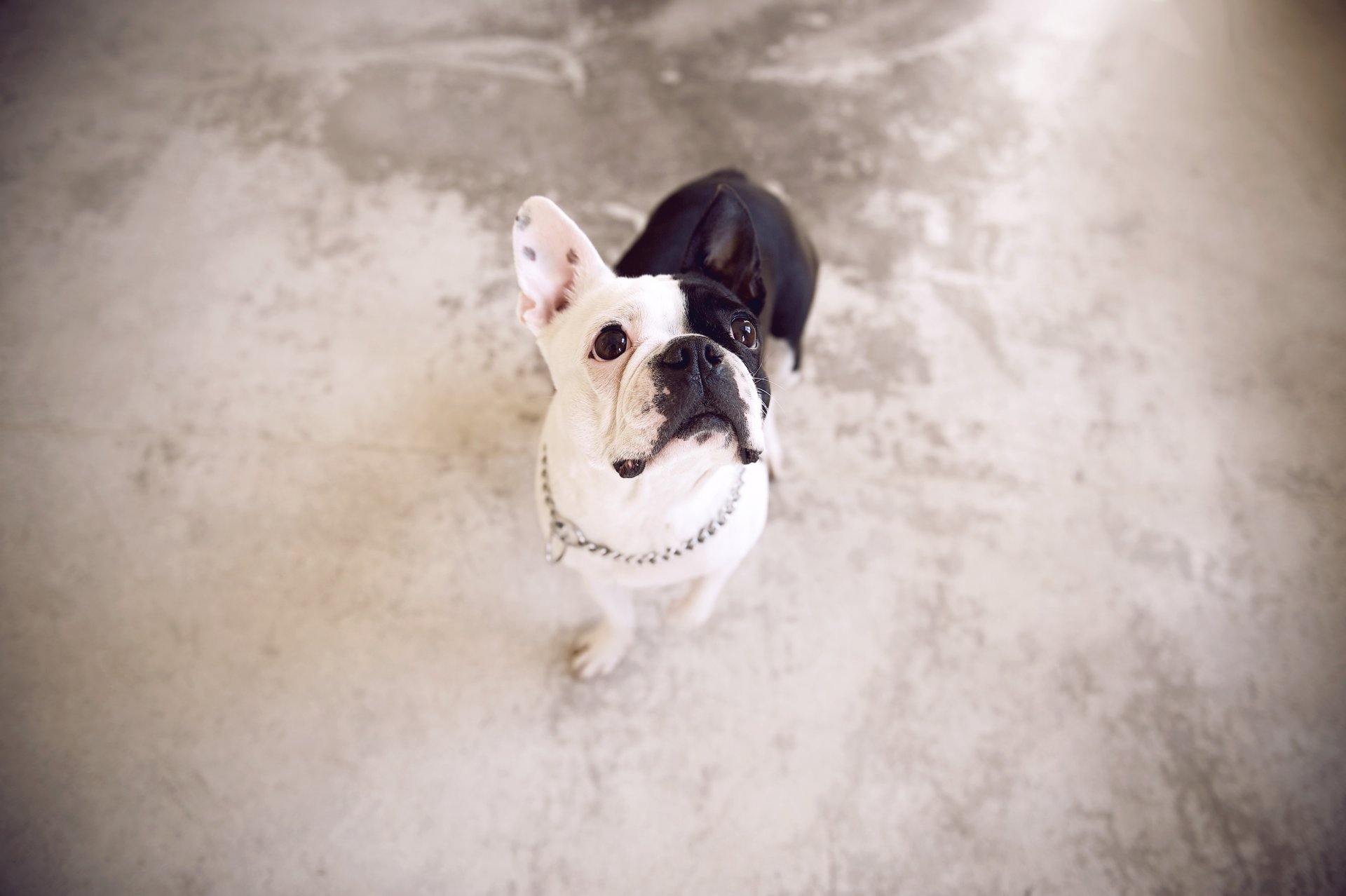 french bulldog dog view background