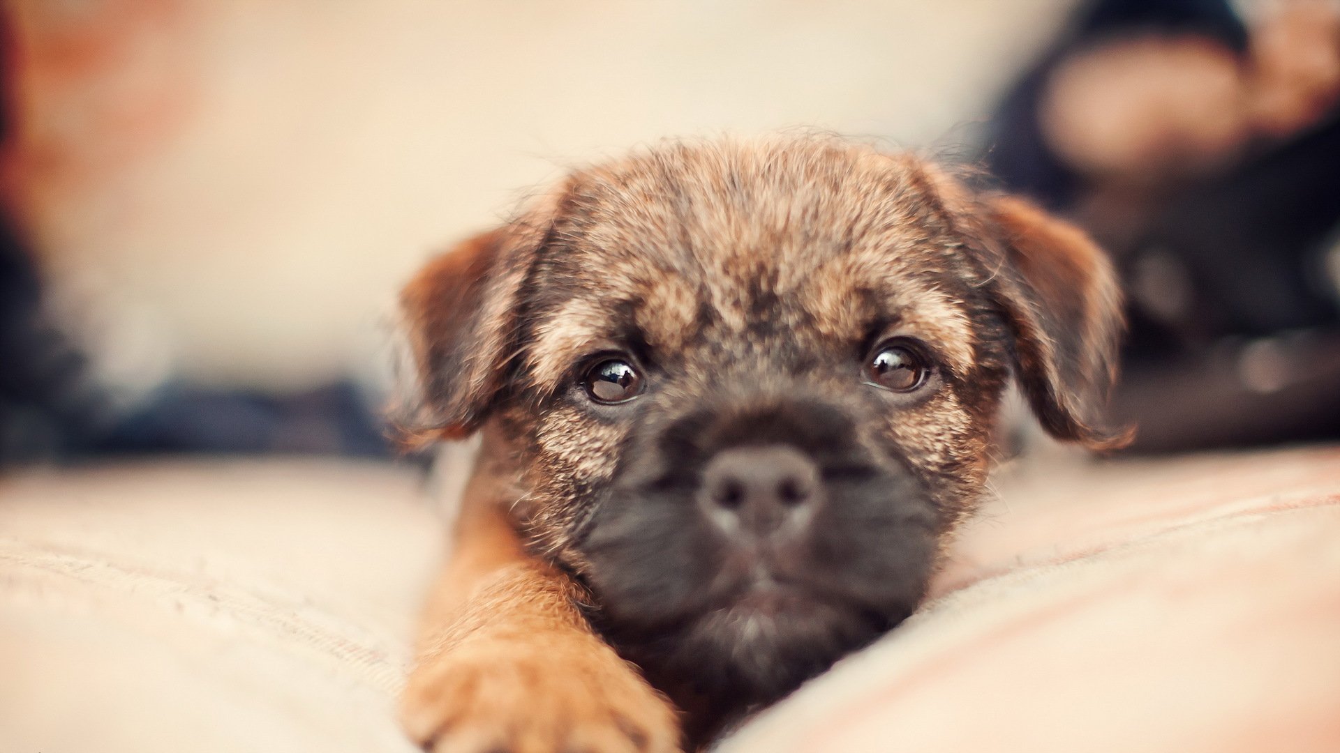 dog puppy background