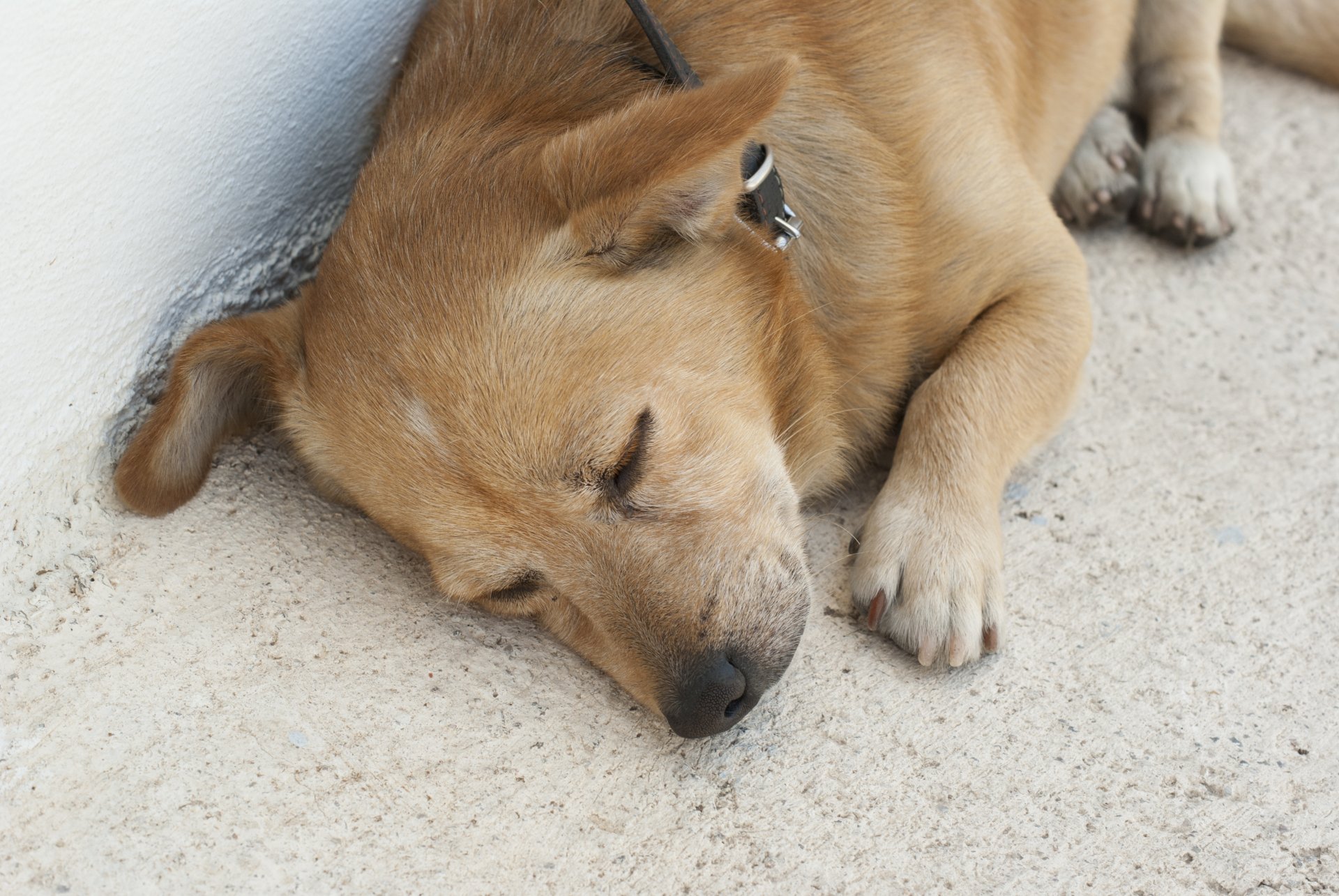 animals dog sleeping santorini cute red