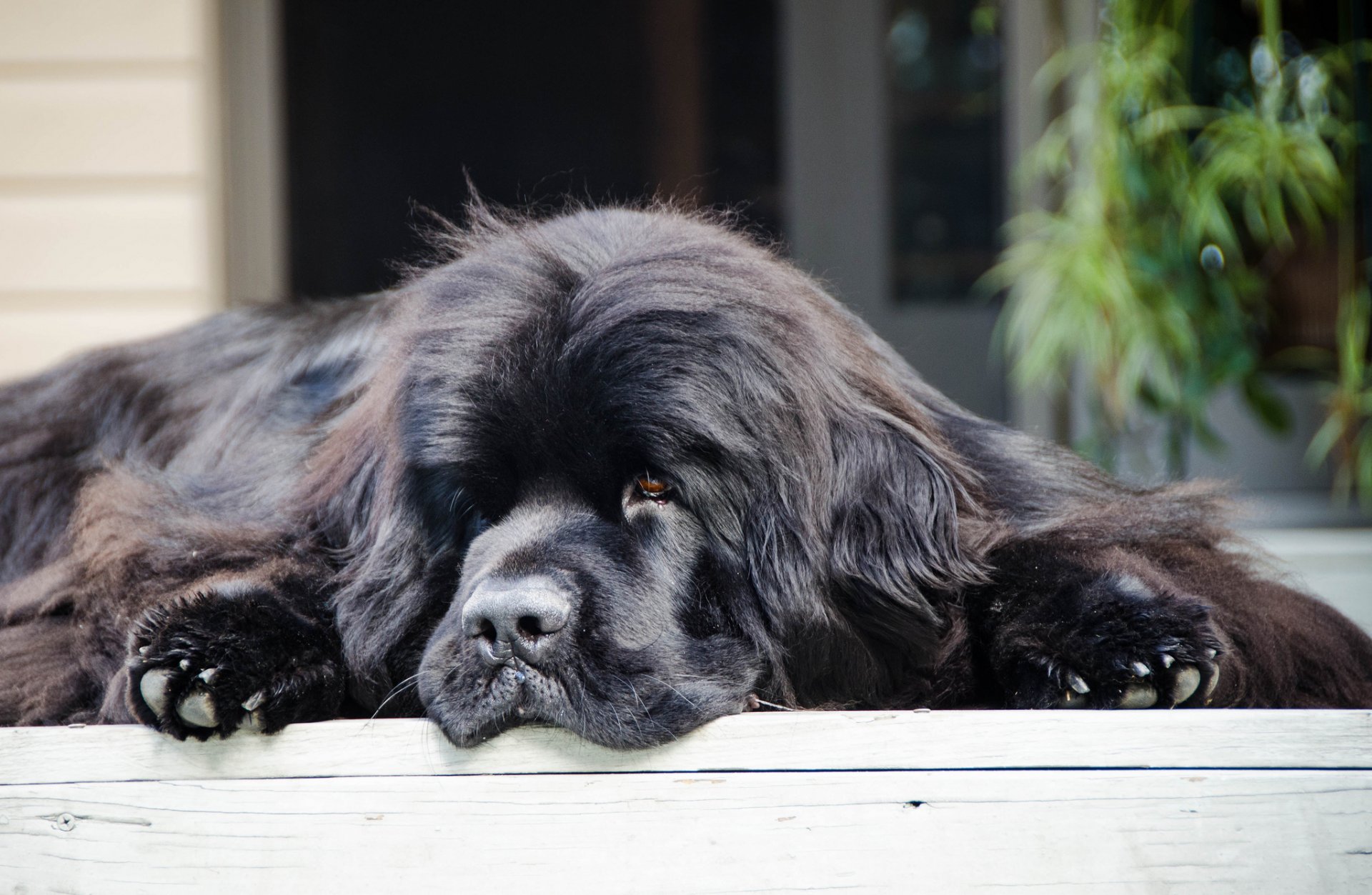 newfoundland dog diver