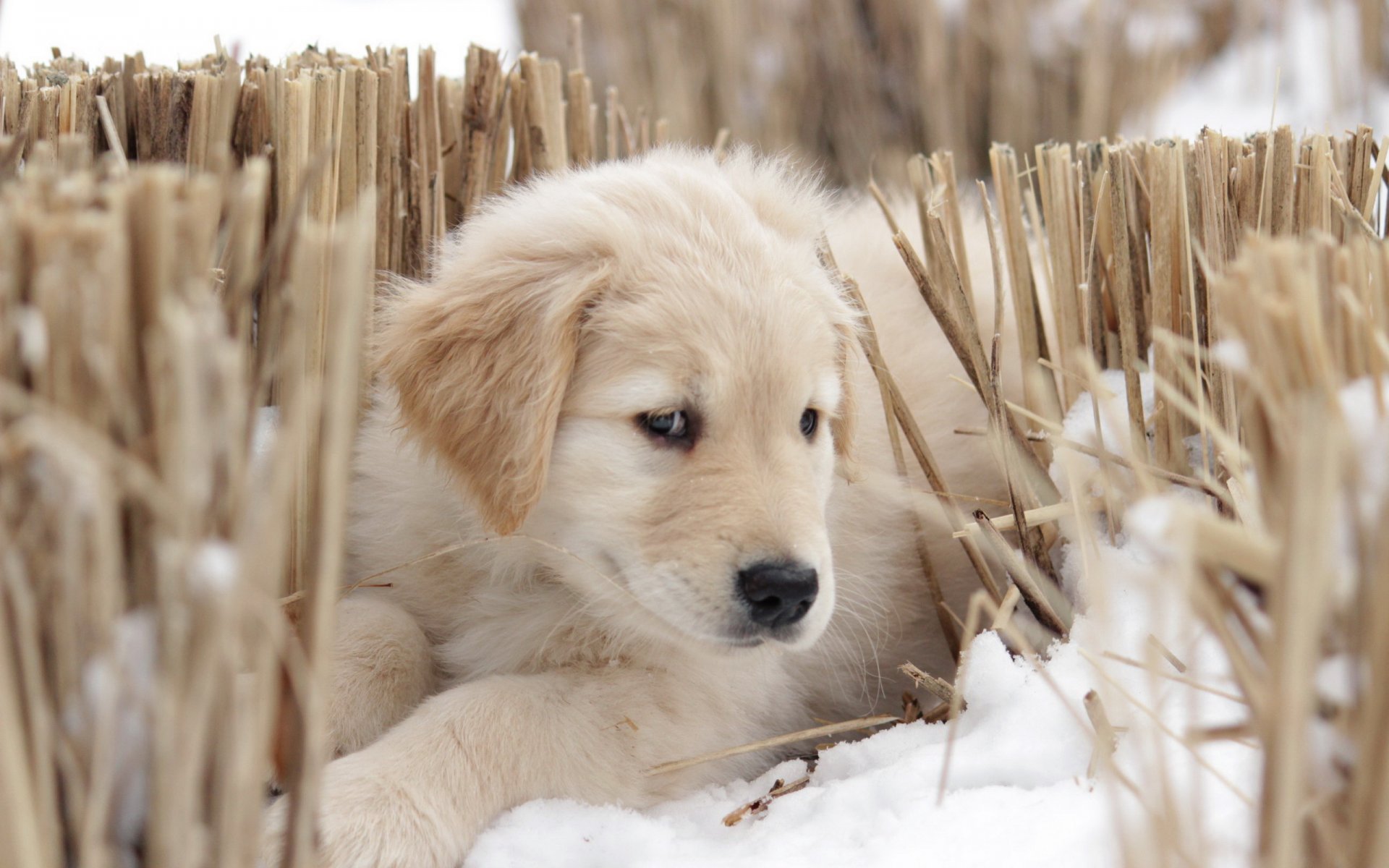 dog view other puppy