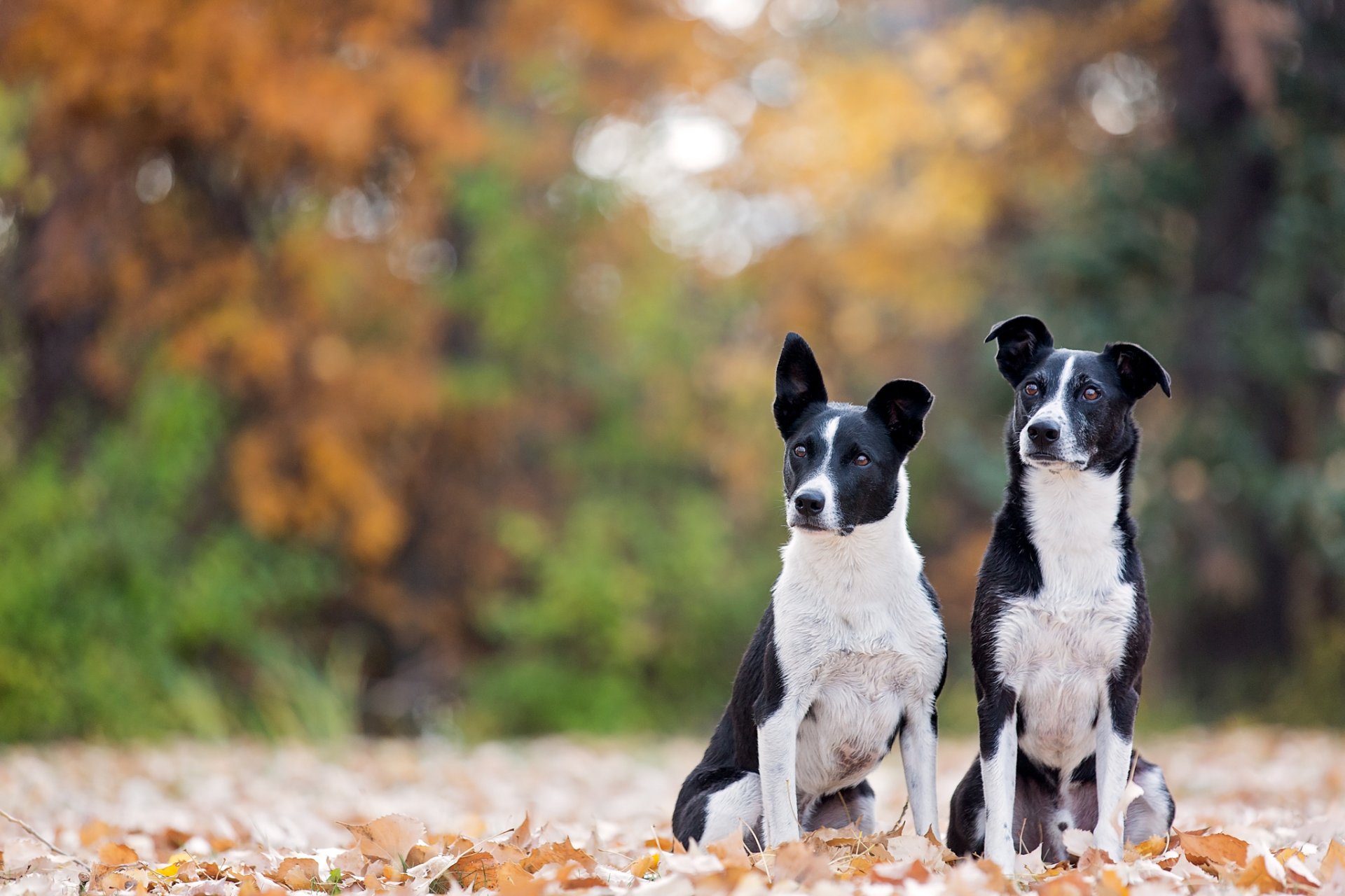 two dogs autumn leaves bokeh