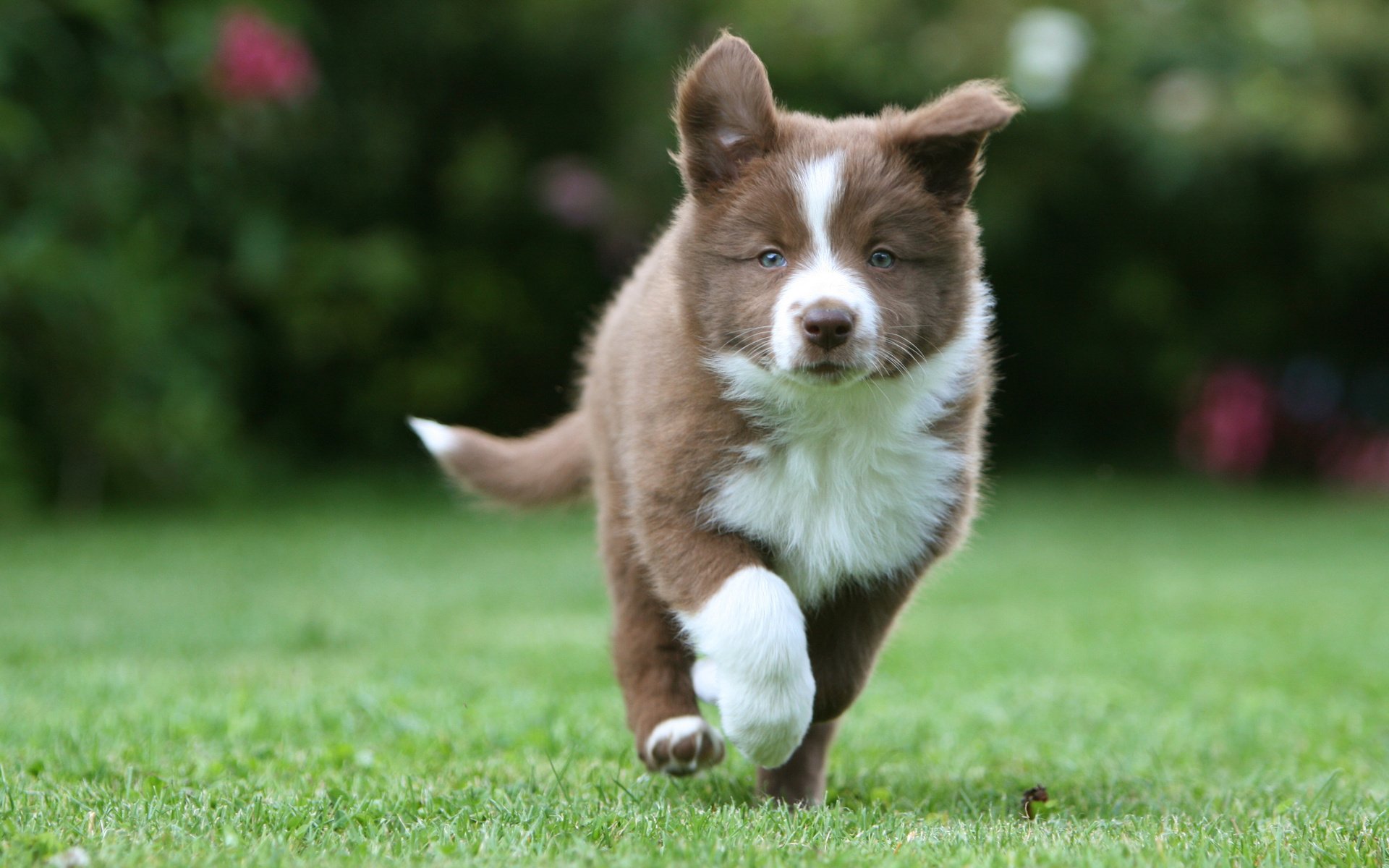 husky puppy walks grass
