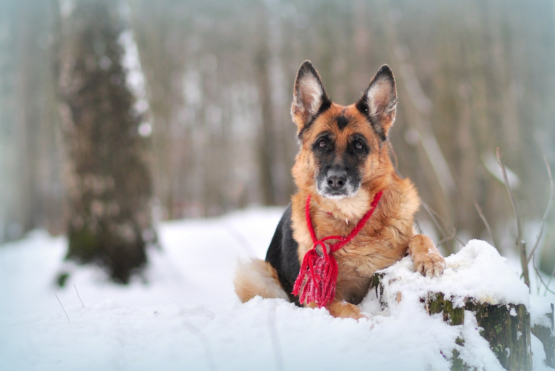 nature winter snow animals dog shepherd