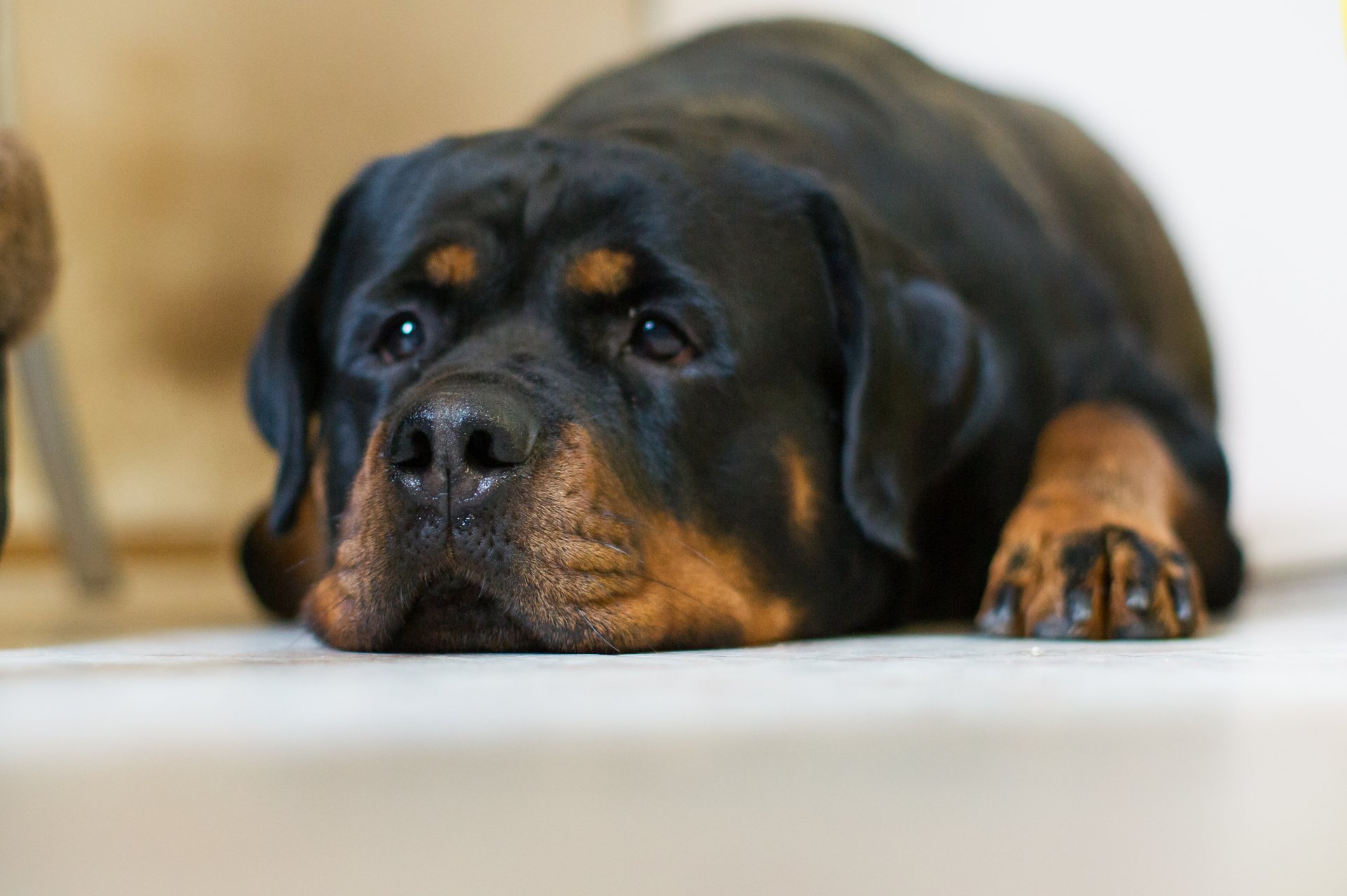 dog view sadness rottweiler