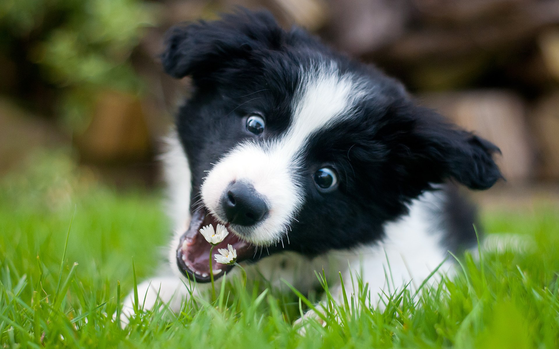 border collie puppy flowers playful wallpaper