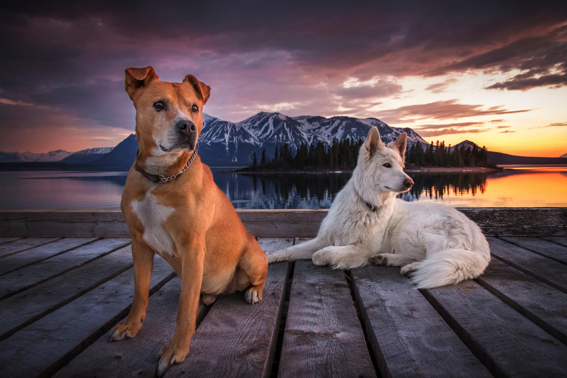 dogs pier mountain sky clouds