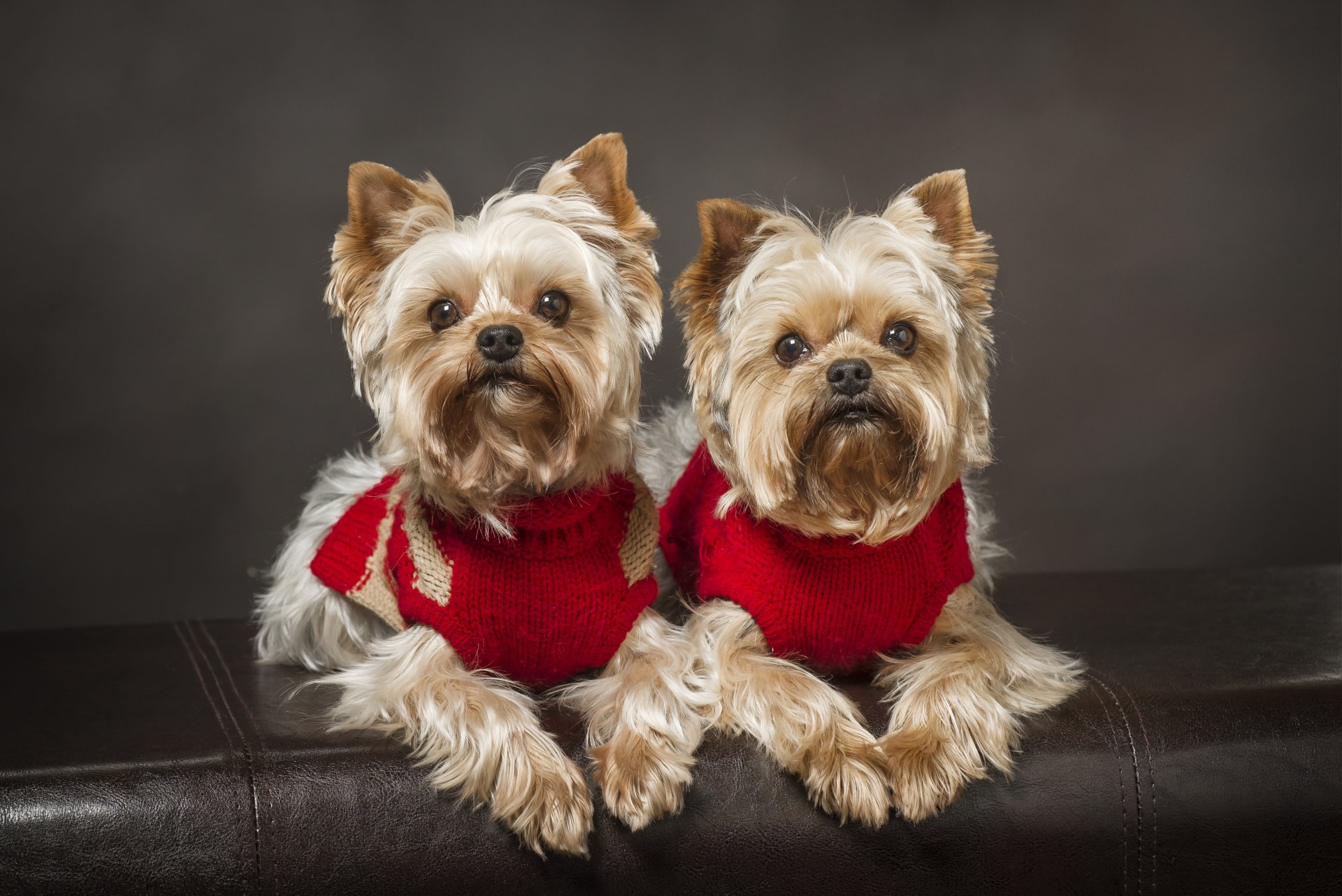 yorkshire terrier dogs twins couple