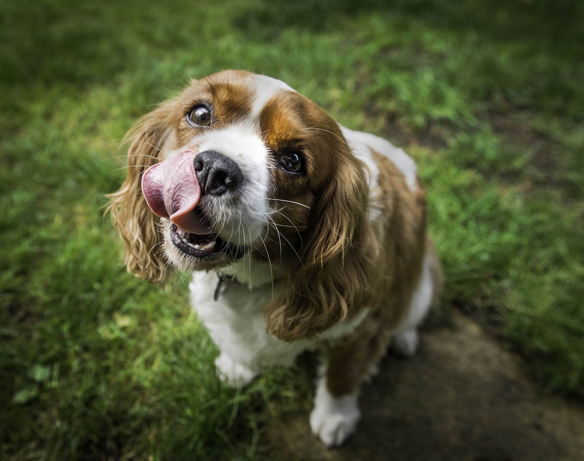dog face english nature grass