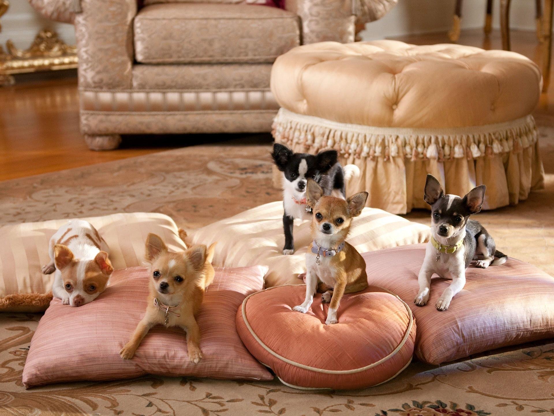 chihuahua pillow room dogs