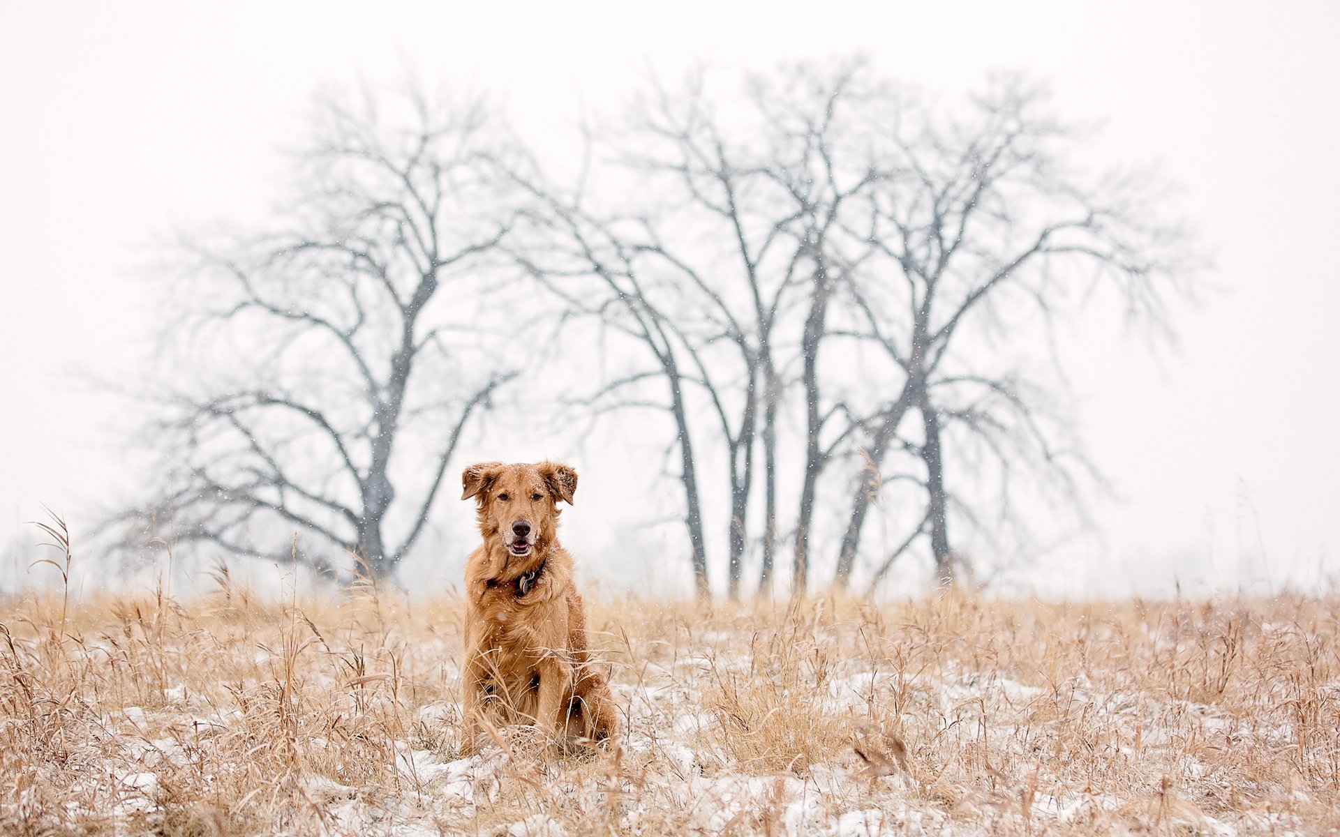 dog snow winter golden retriever